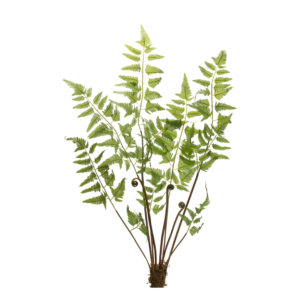 Fern Bundle