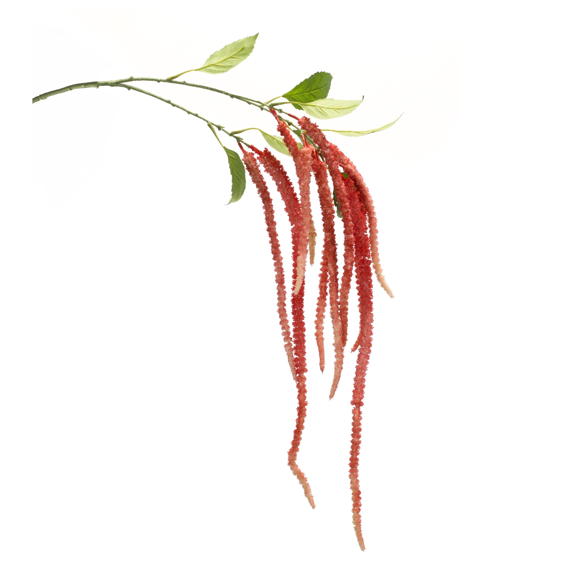 Amaranthus Stem 53.25”H /Polyester
