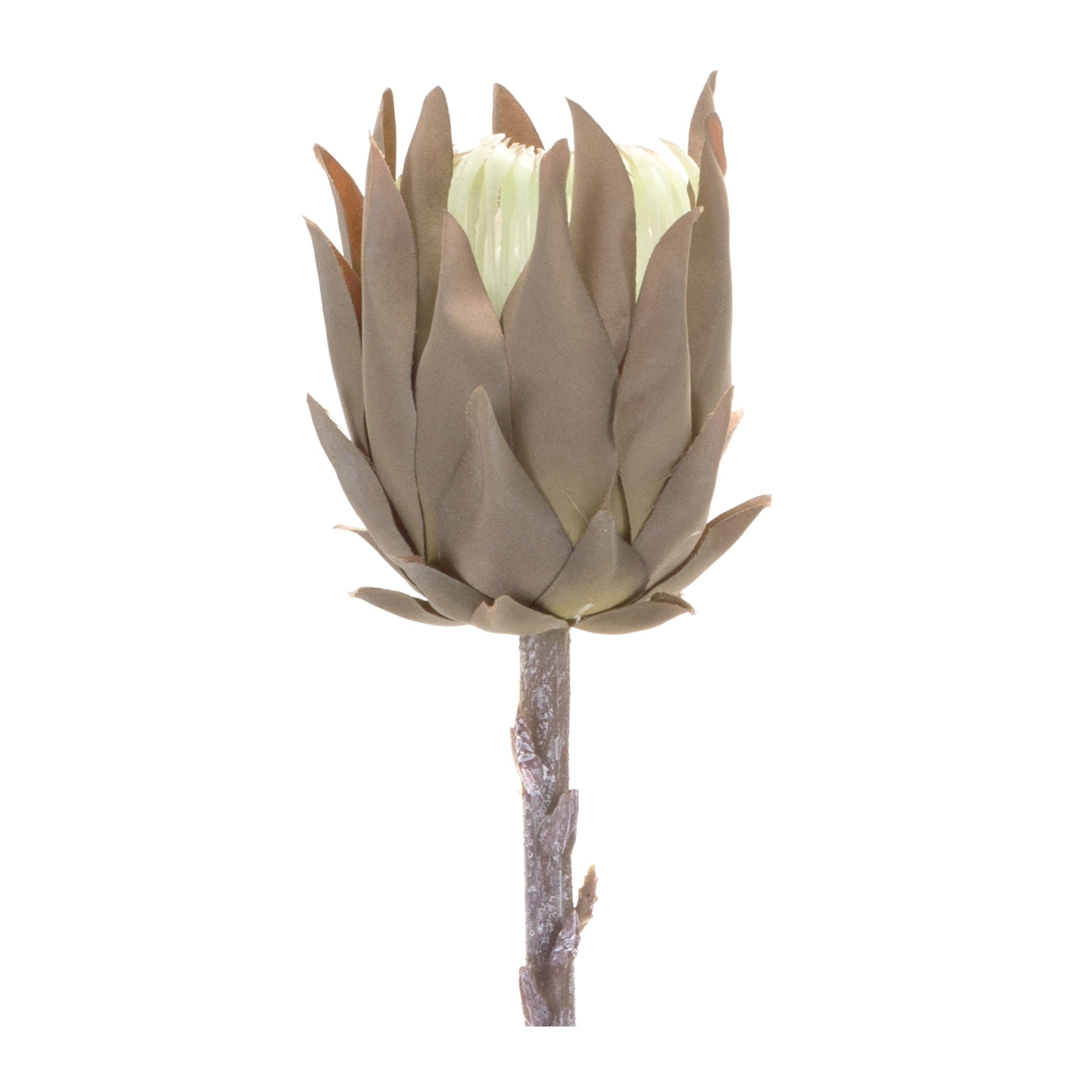 Protea Stem 20”H