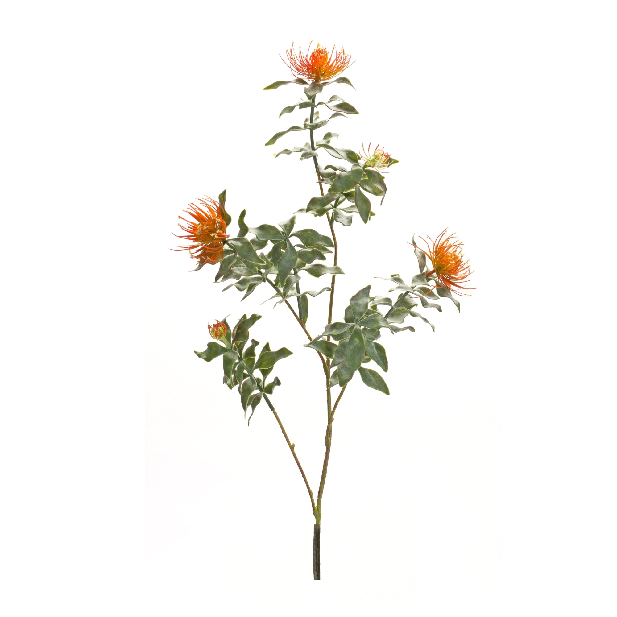 Protea Stem 34.25”H /Flocking