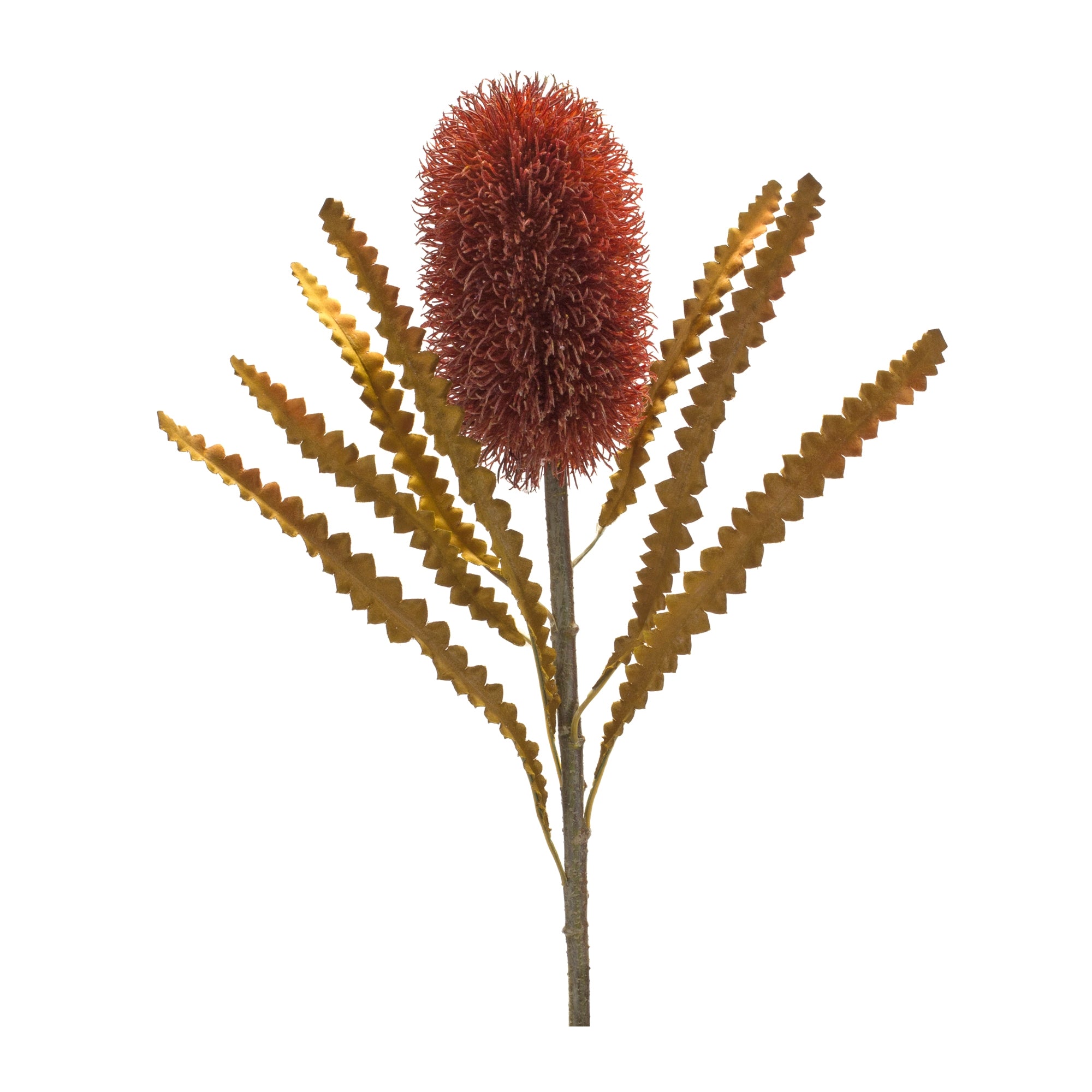 Banksia Stem 24”H