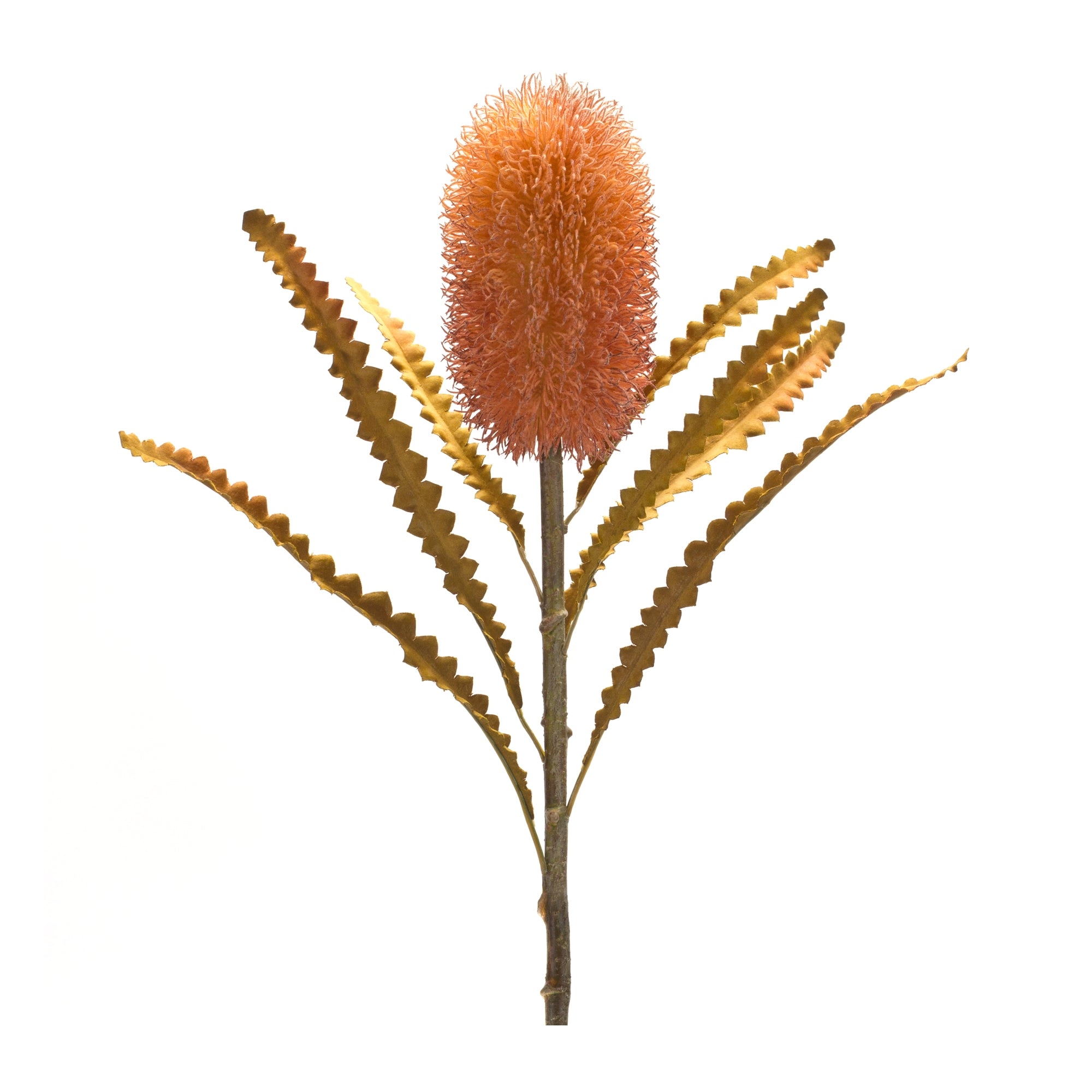 Banksia Stem 24”H