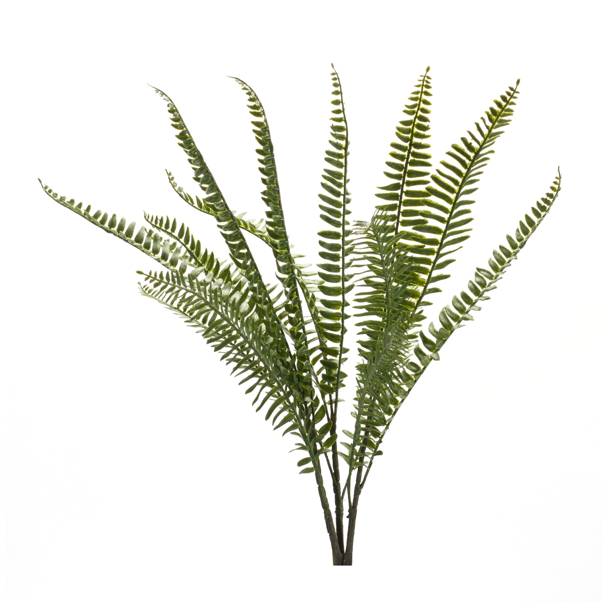 Fern Bush 22”H