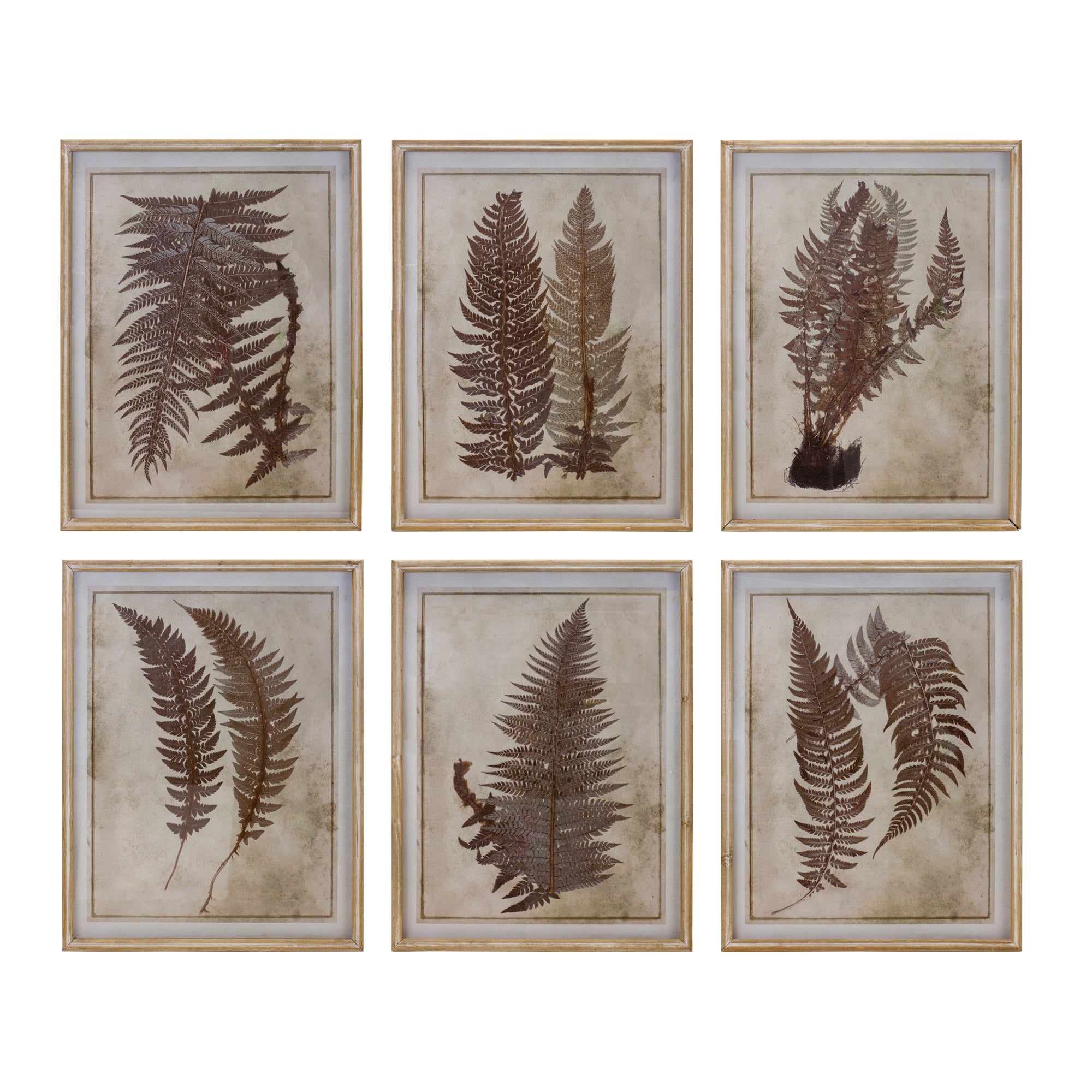 Fern Print in Frame (6 Asst) 19.5"L x 25.75"H Wood/Wood