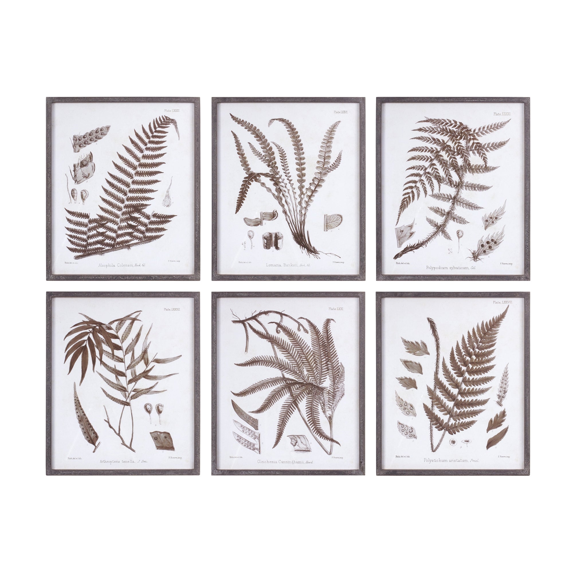 Framed Fern Print (6 Asst) 19.75"L x 23.75"H Wood/Paper