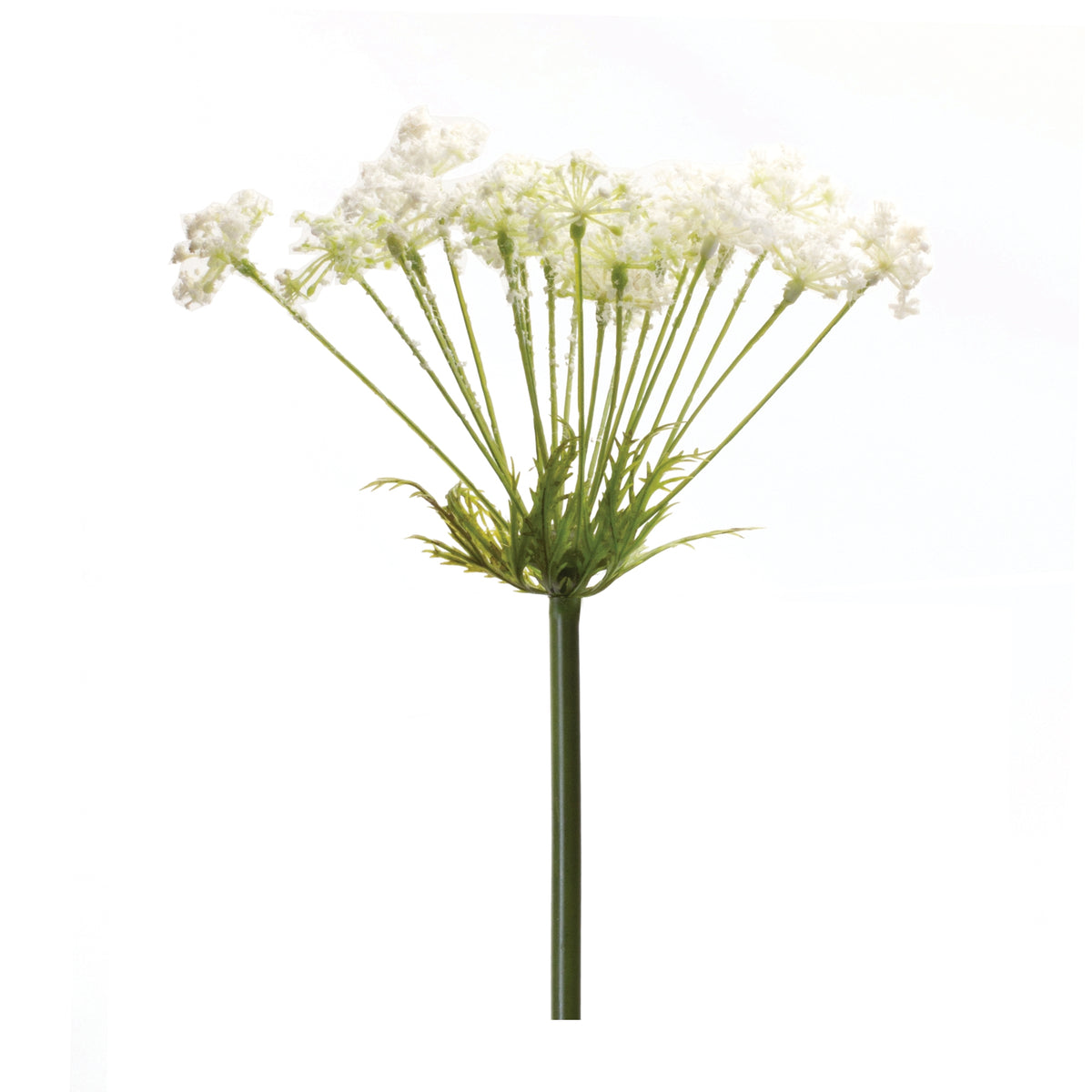 Sweet Anne's Lace Stem
