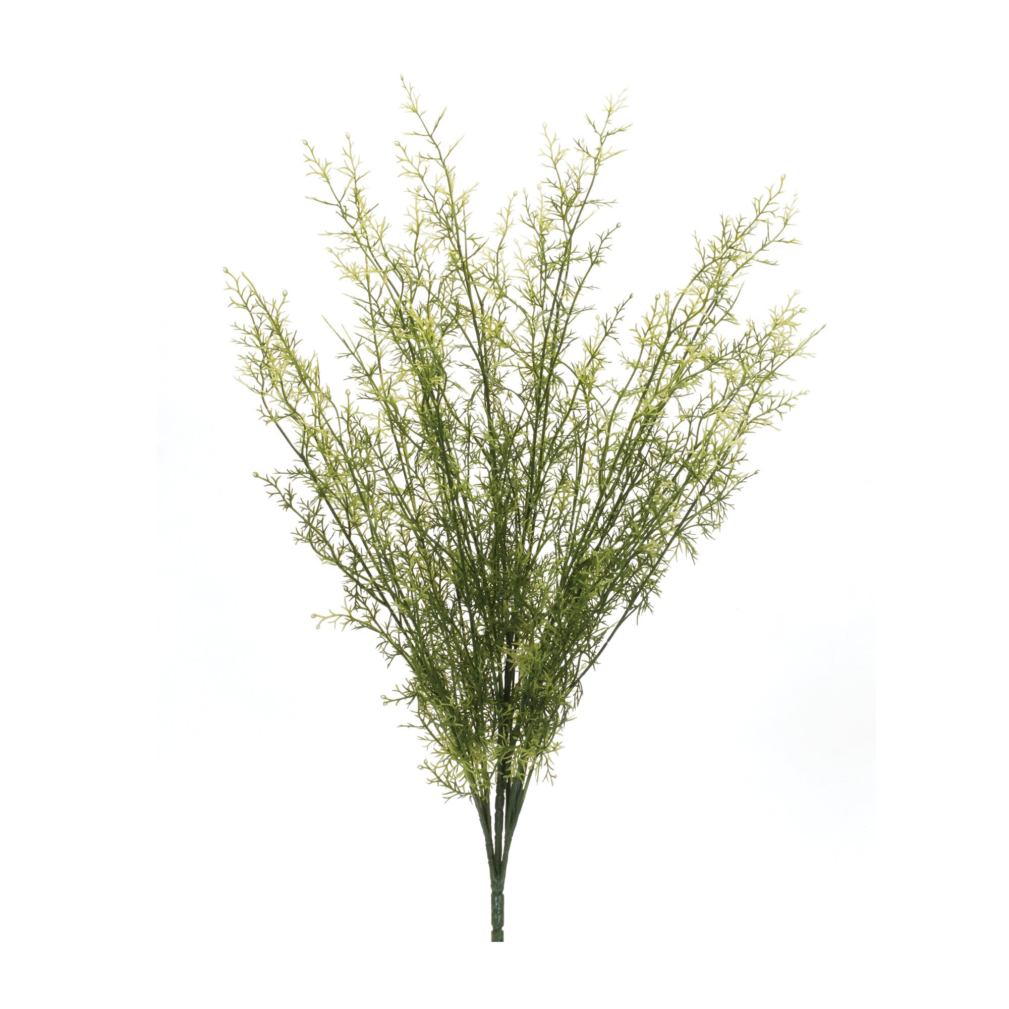 Mayweed Bush 25”H