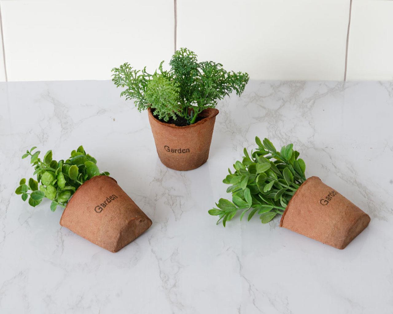 Window Sill Plants, Asstd Herbs