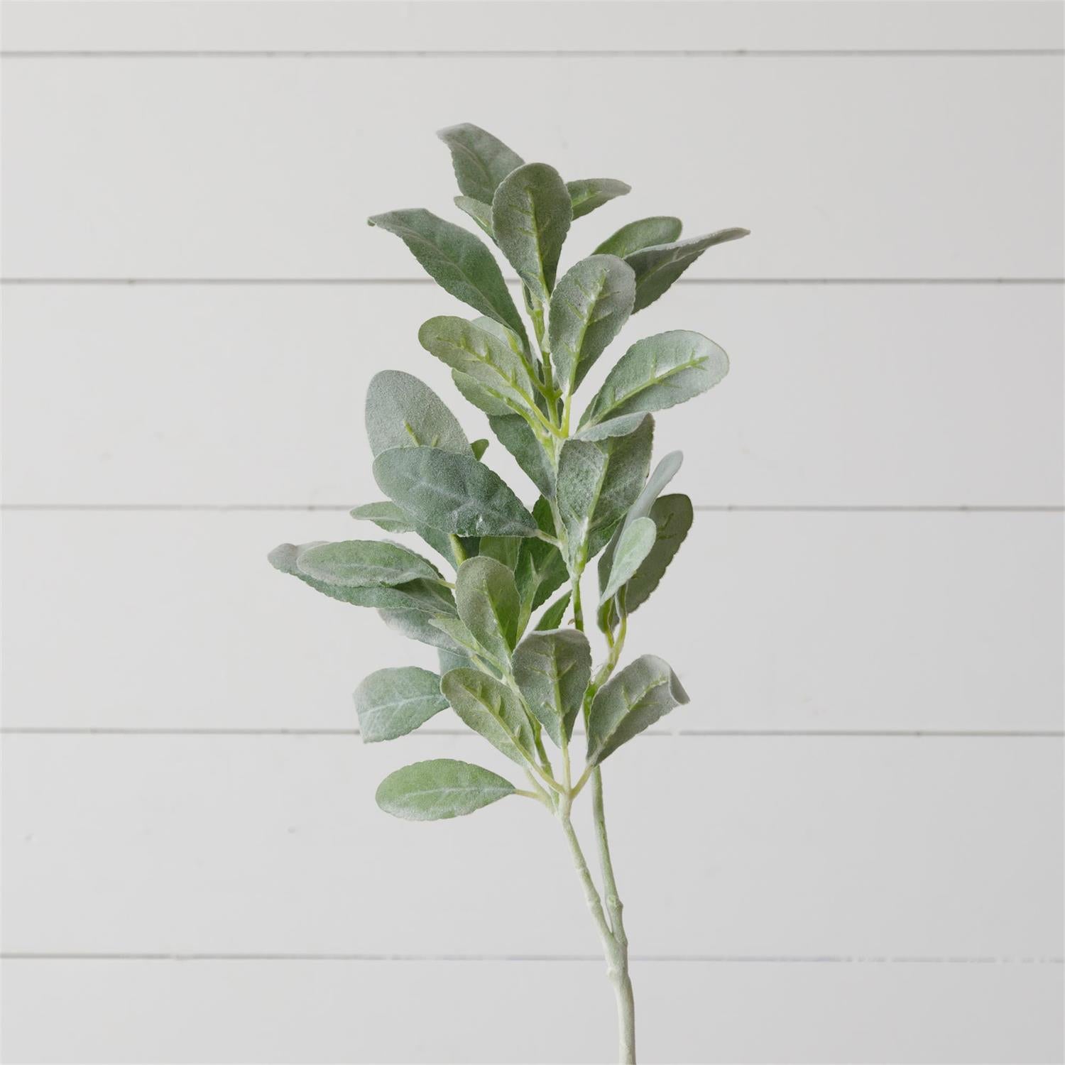 Pick - Lambs Ear