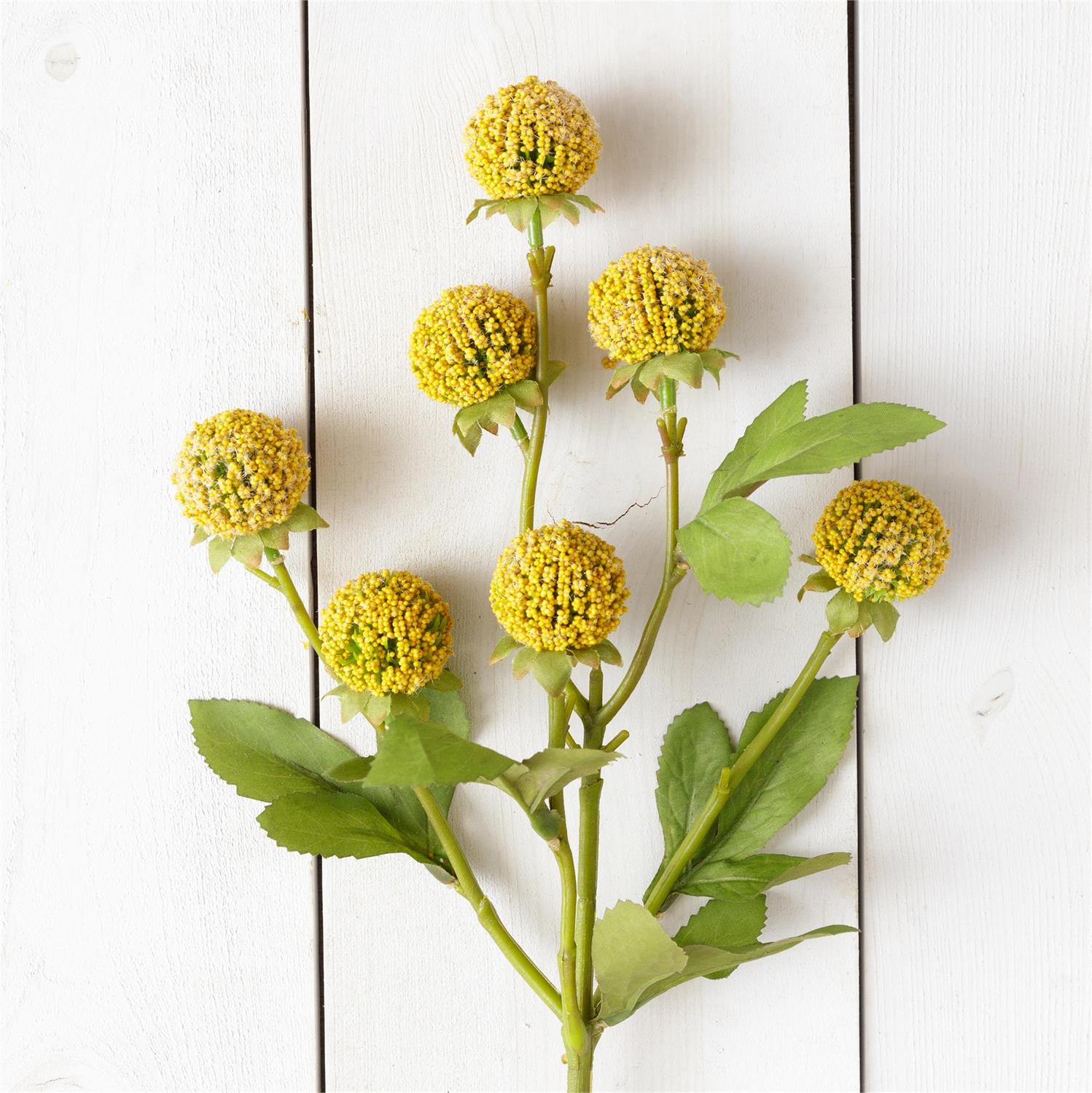 Branch - Billy Buttons Cluster