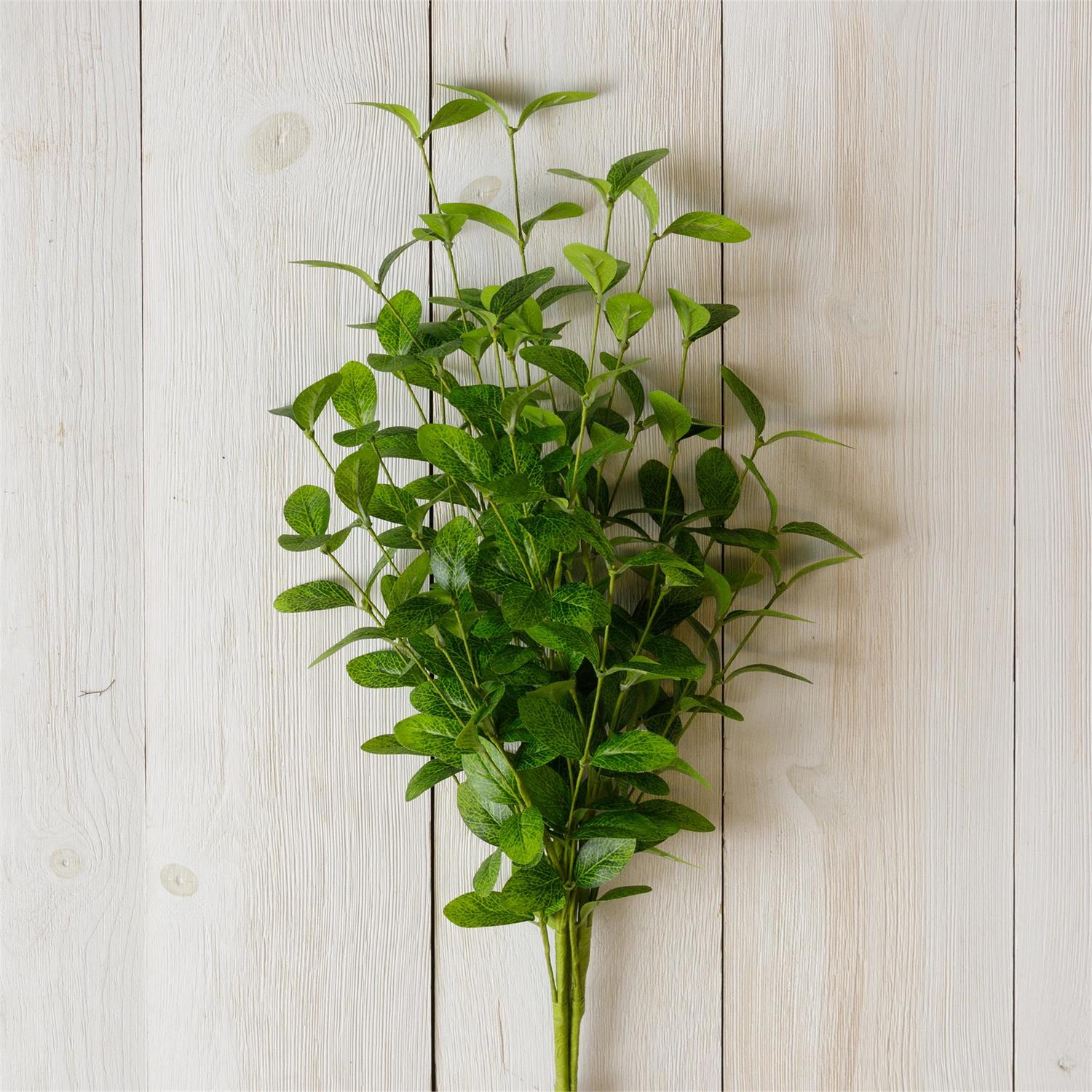 Bundle - Fittonia