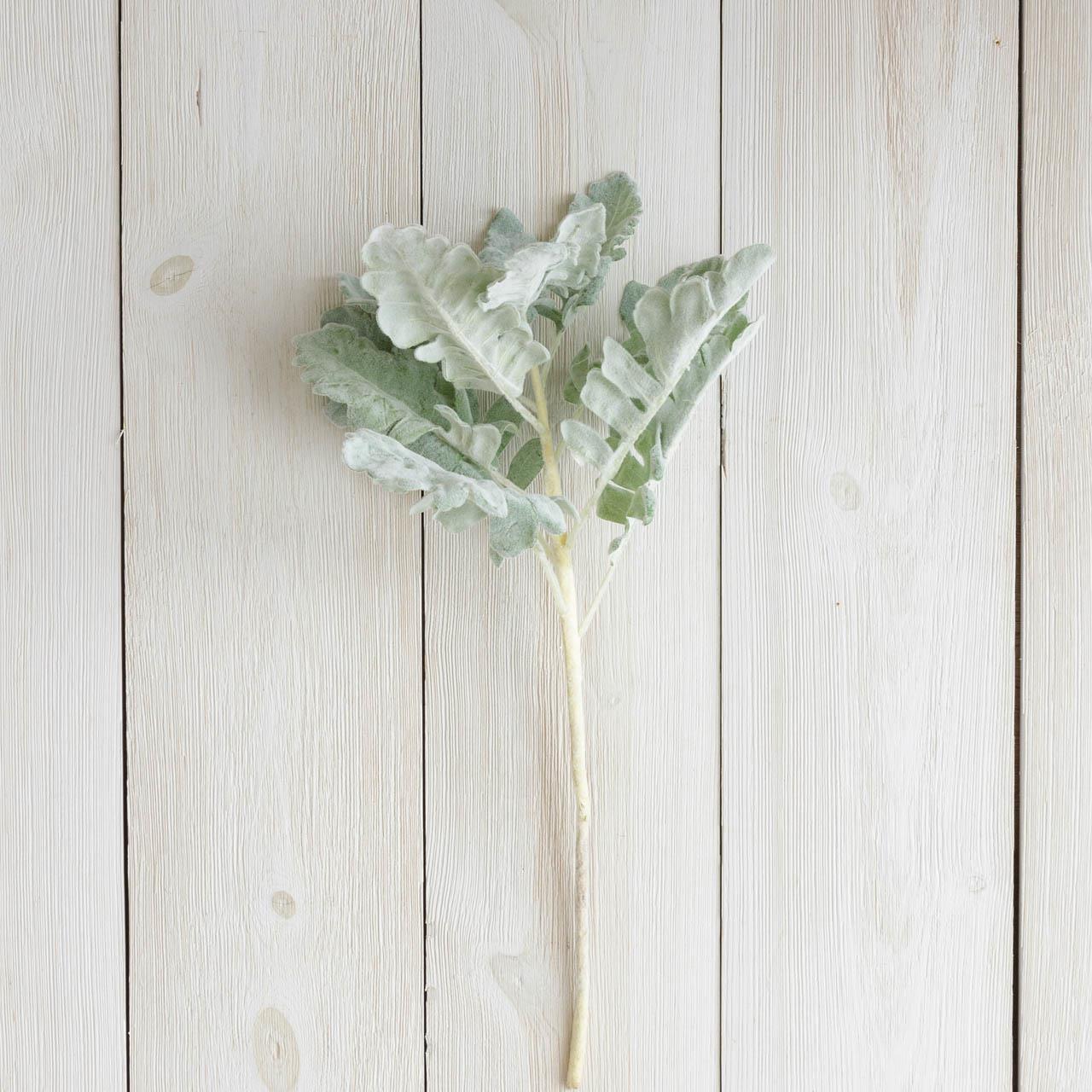 Pick - Dusty Miller