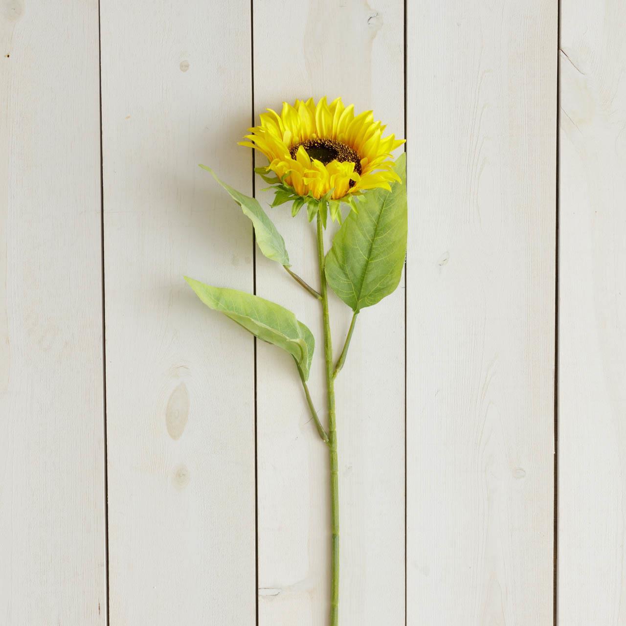 Stem - Sunflower