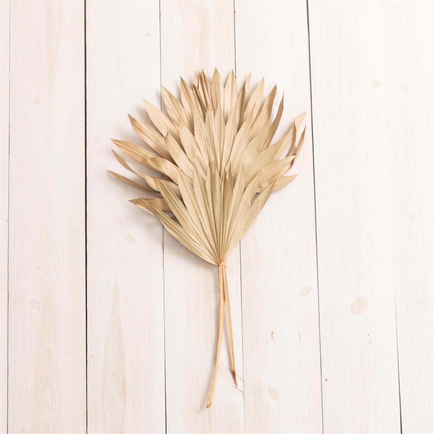 Dried Natural Suncut Palm