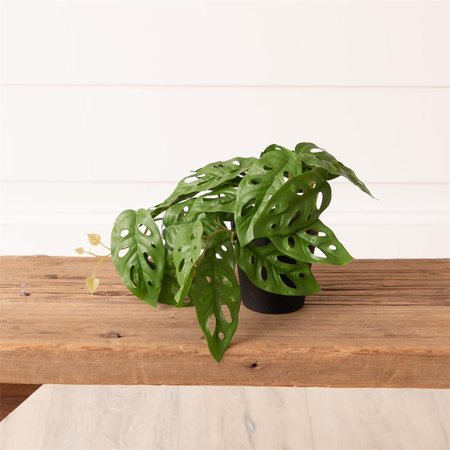 Potted Monstera Plant, Sm