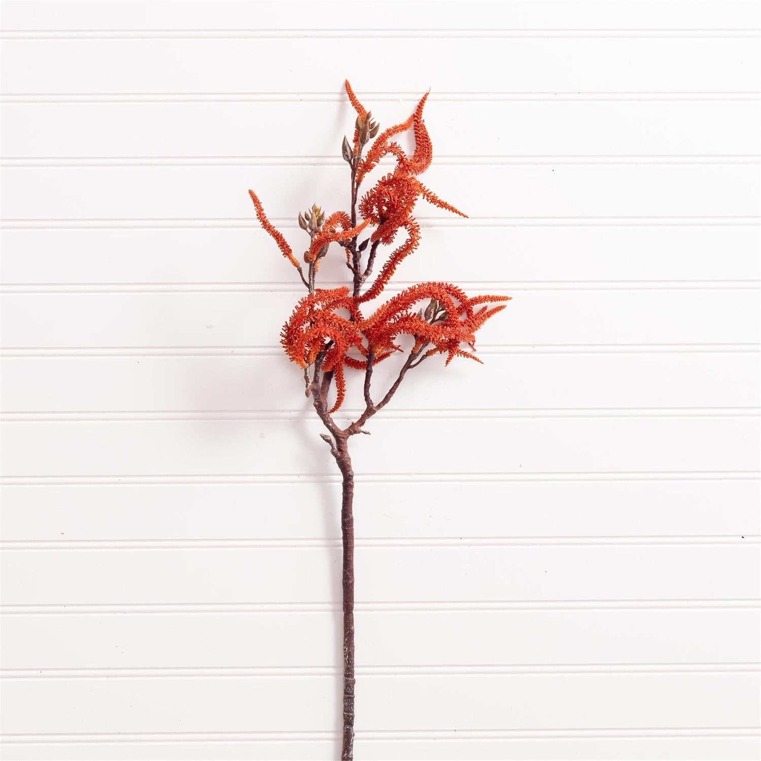 Branch - Acacia