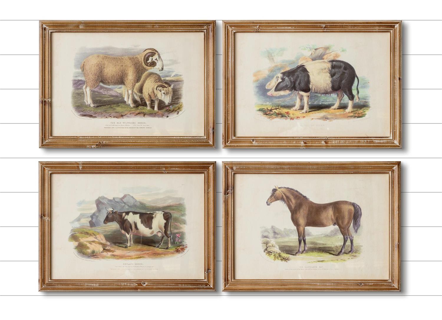 Framed Prints - Farm Animals