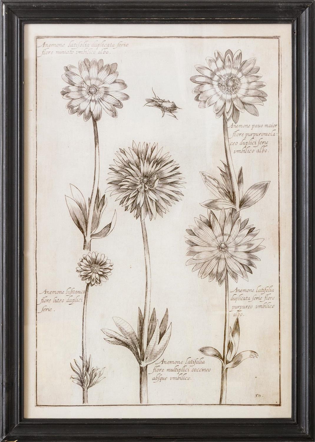 Framed Print - Anemone Flowers