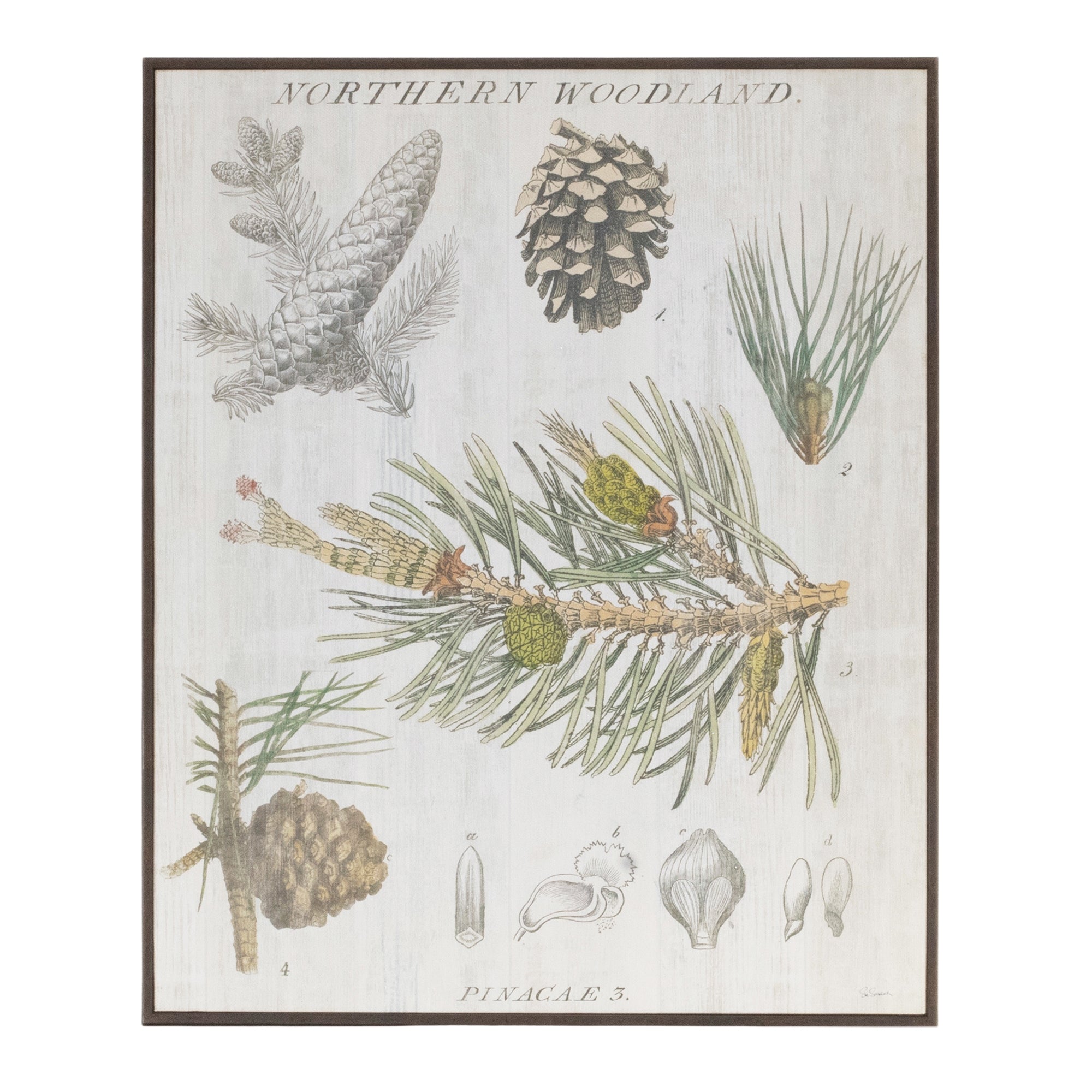 Framed Pine Print 13"L x 15.5"H /Paper