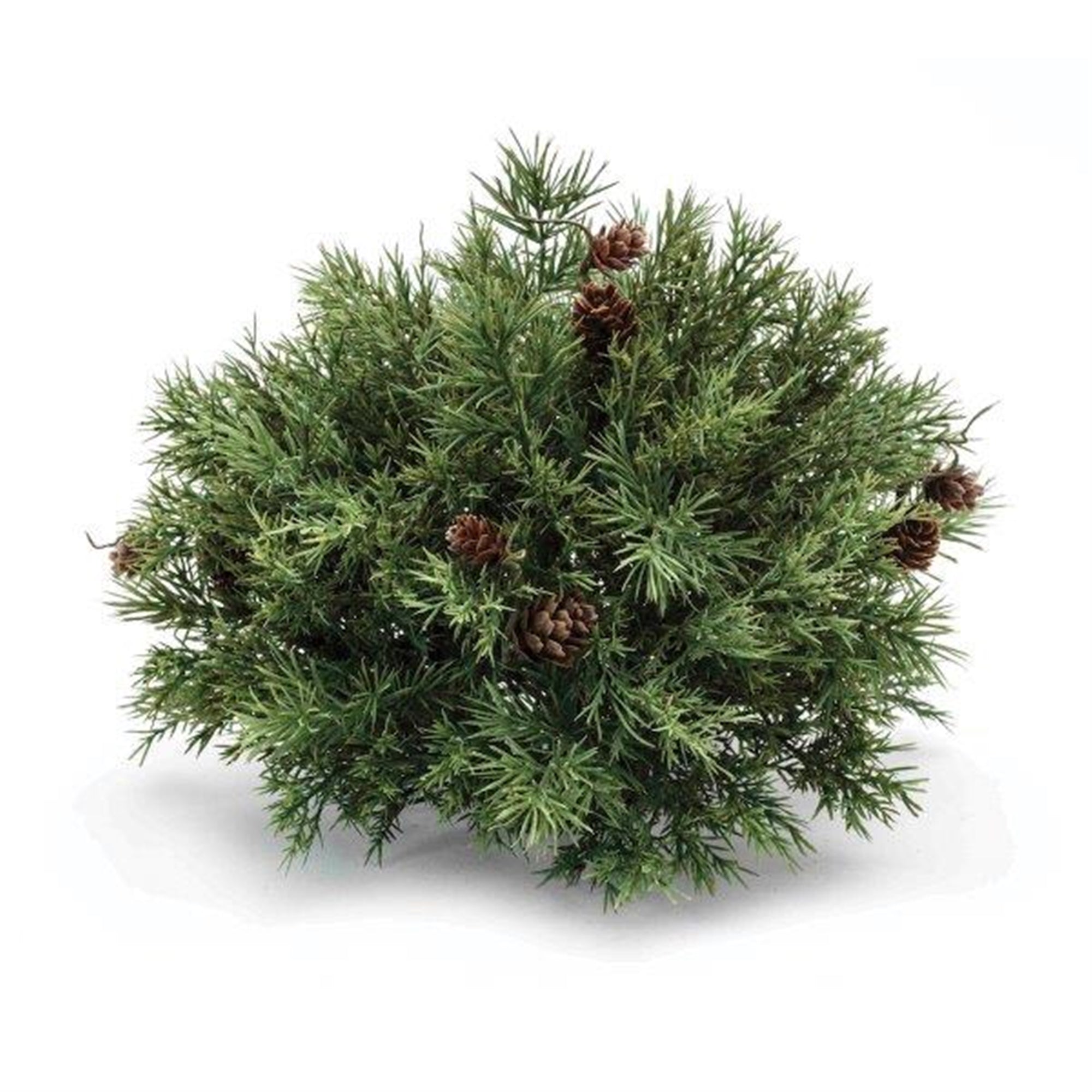 Mixed Pine Half Orb 10"D x 9"H