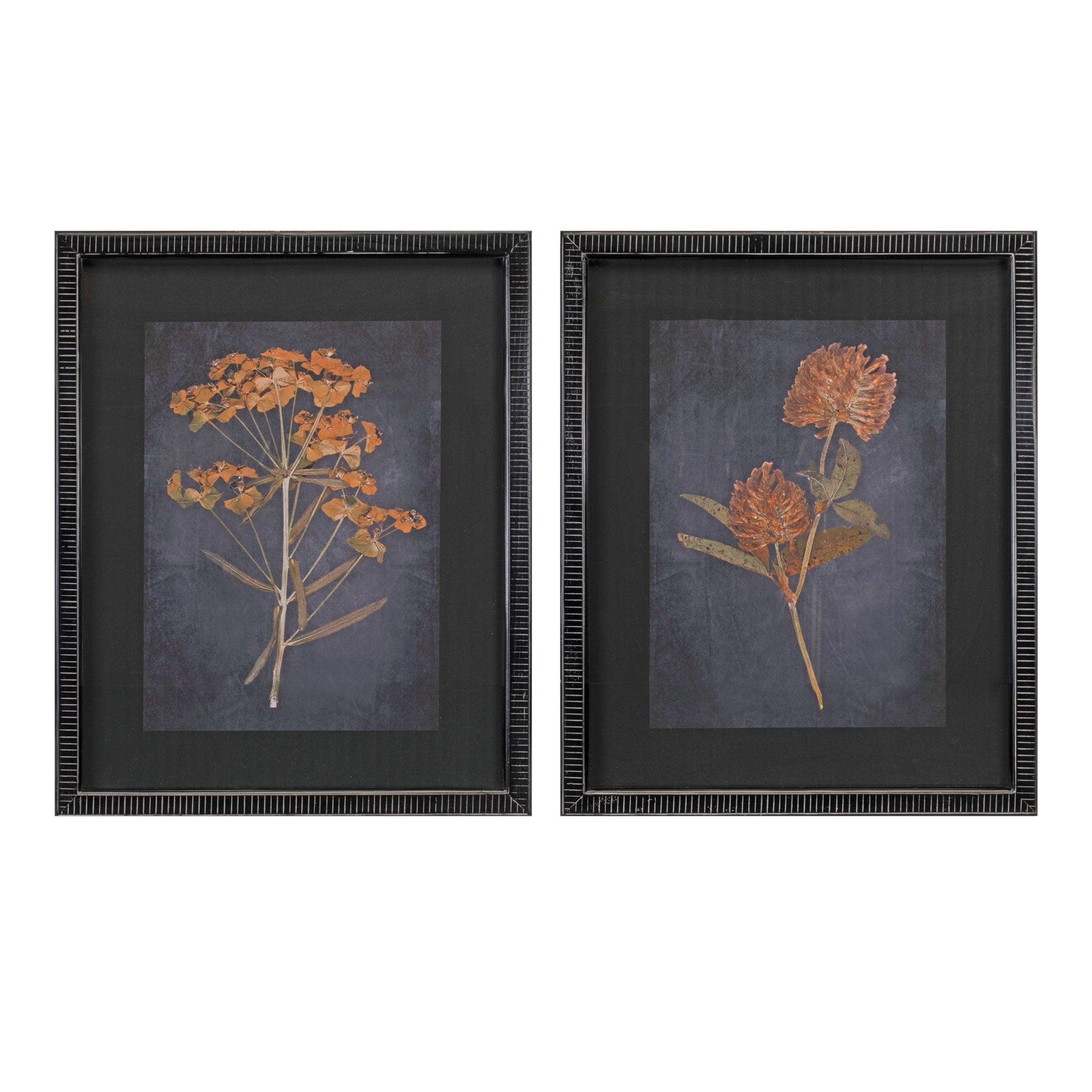 Framed Botanical Print (2 Asst) 17.5"L x 21.5"H Wood/Wood/Glass