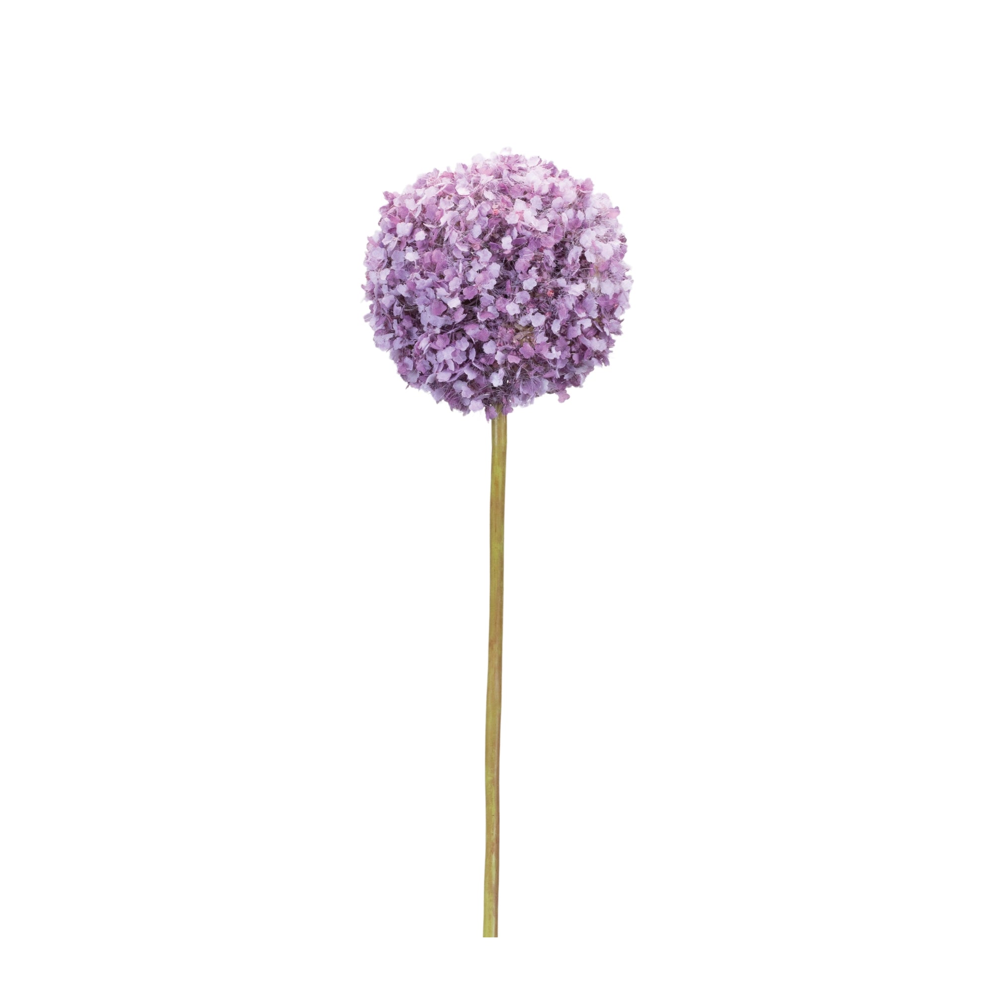 Allium Stem 25”H