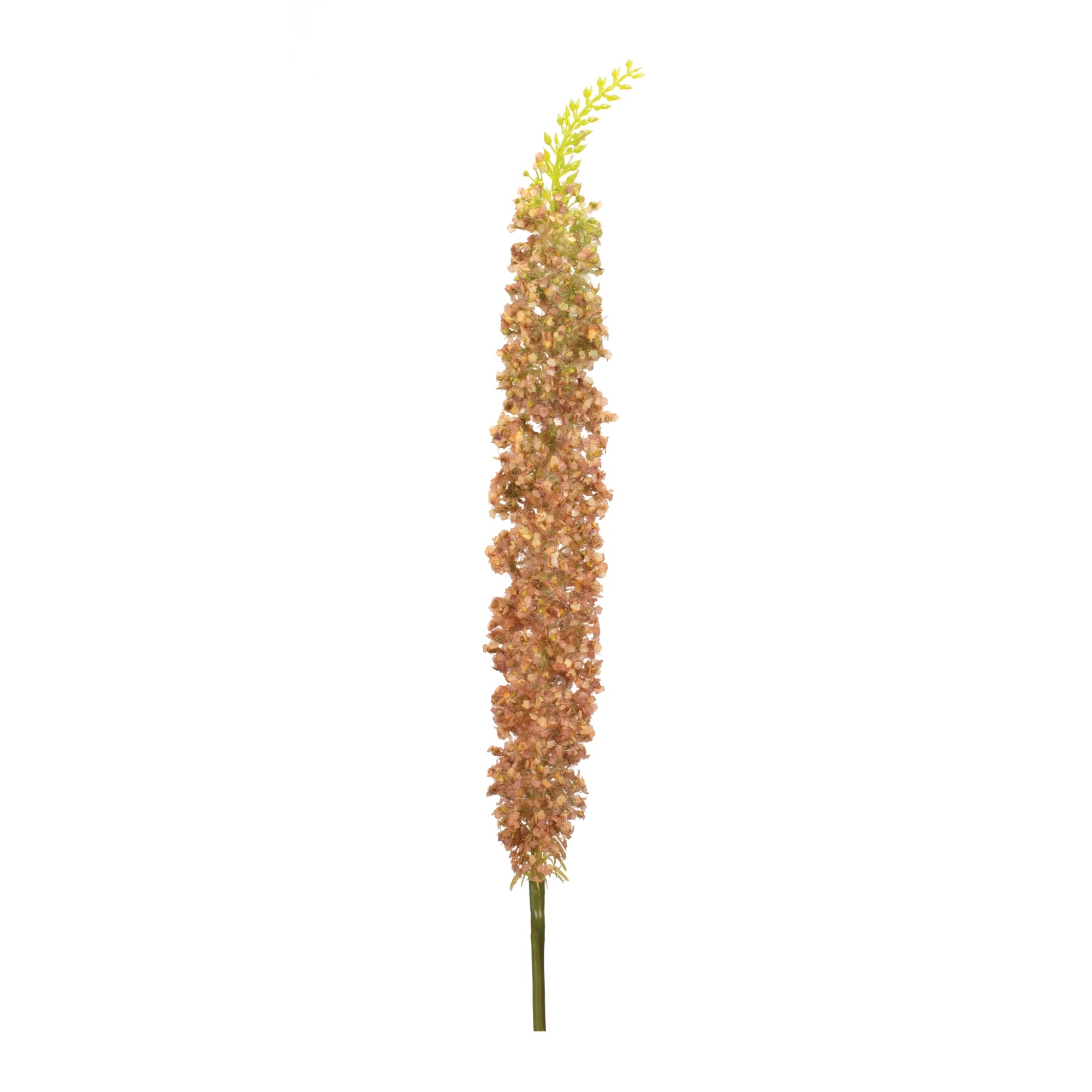 Eremurus Flower 42”H