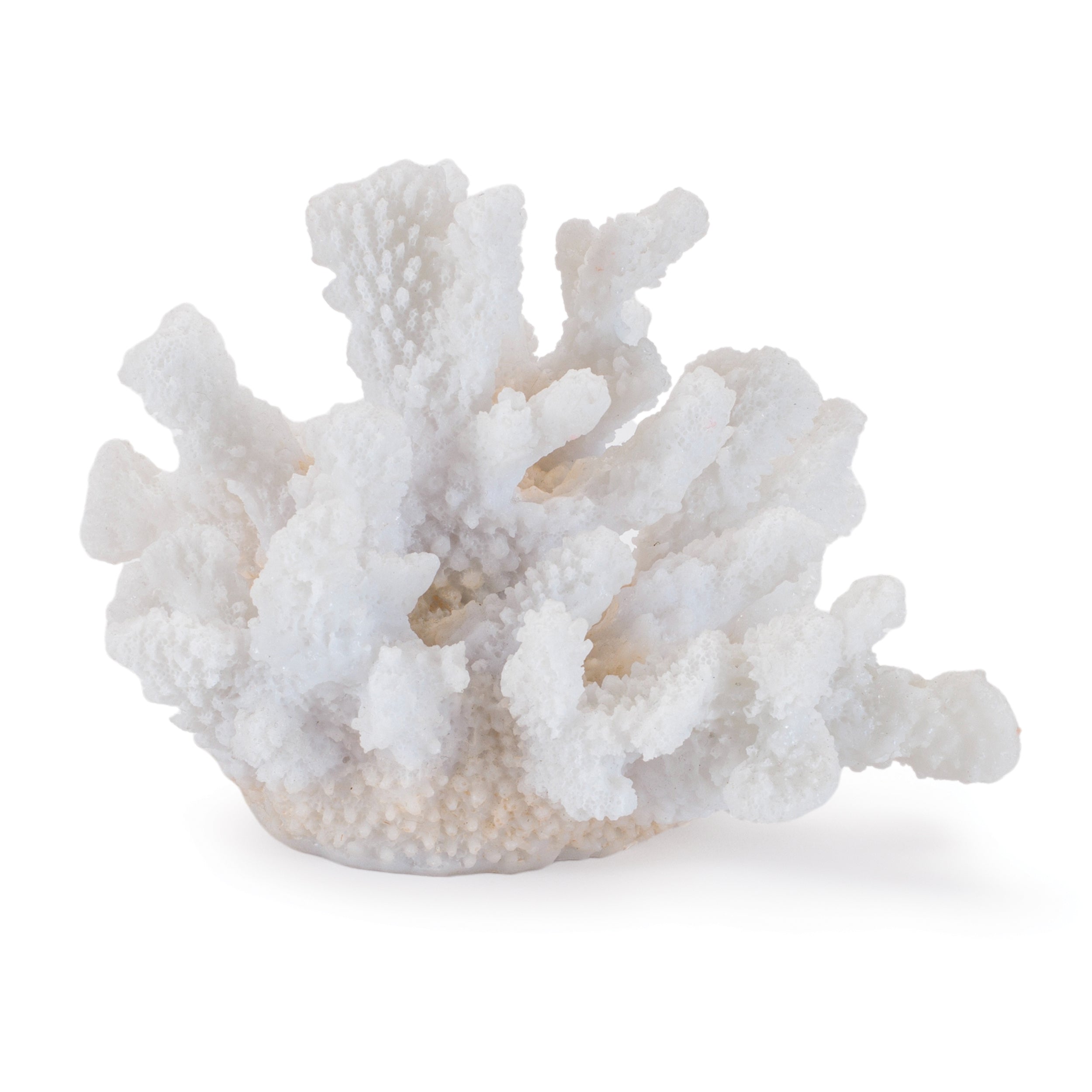 Coral 4.5”H Resin