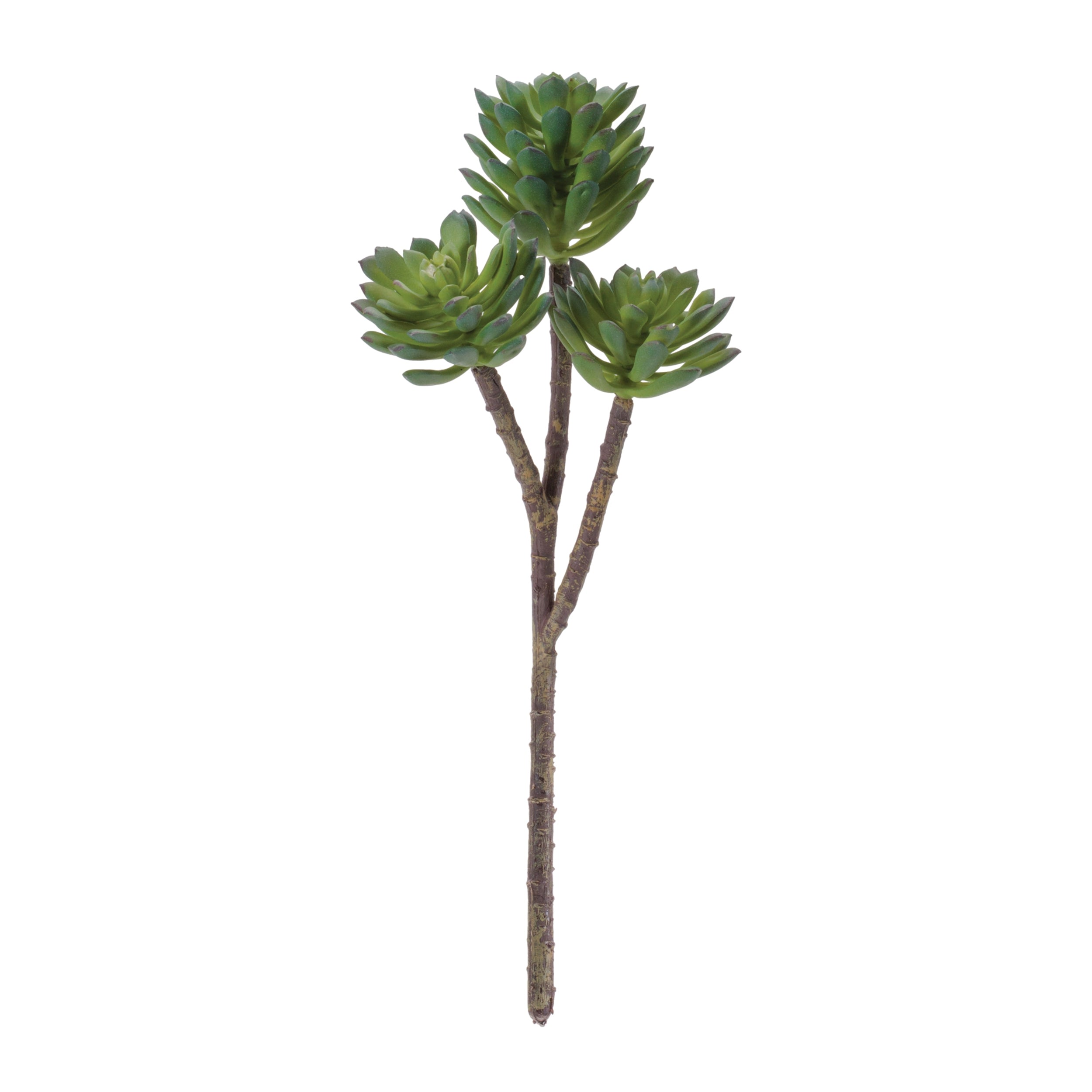 Succulent 11”H