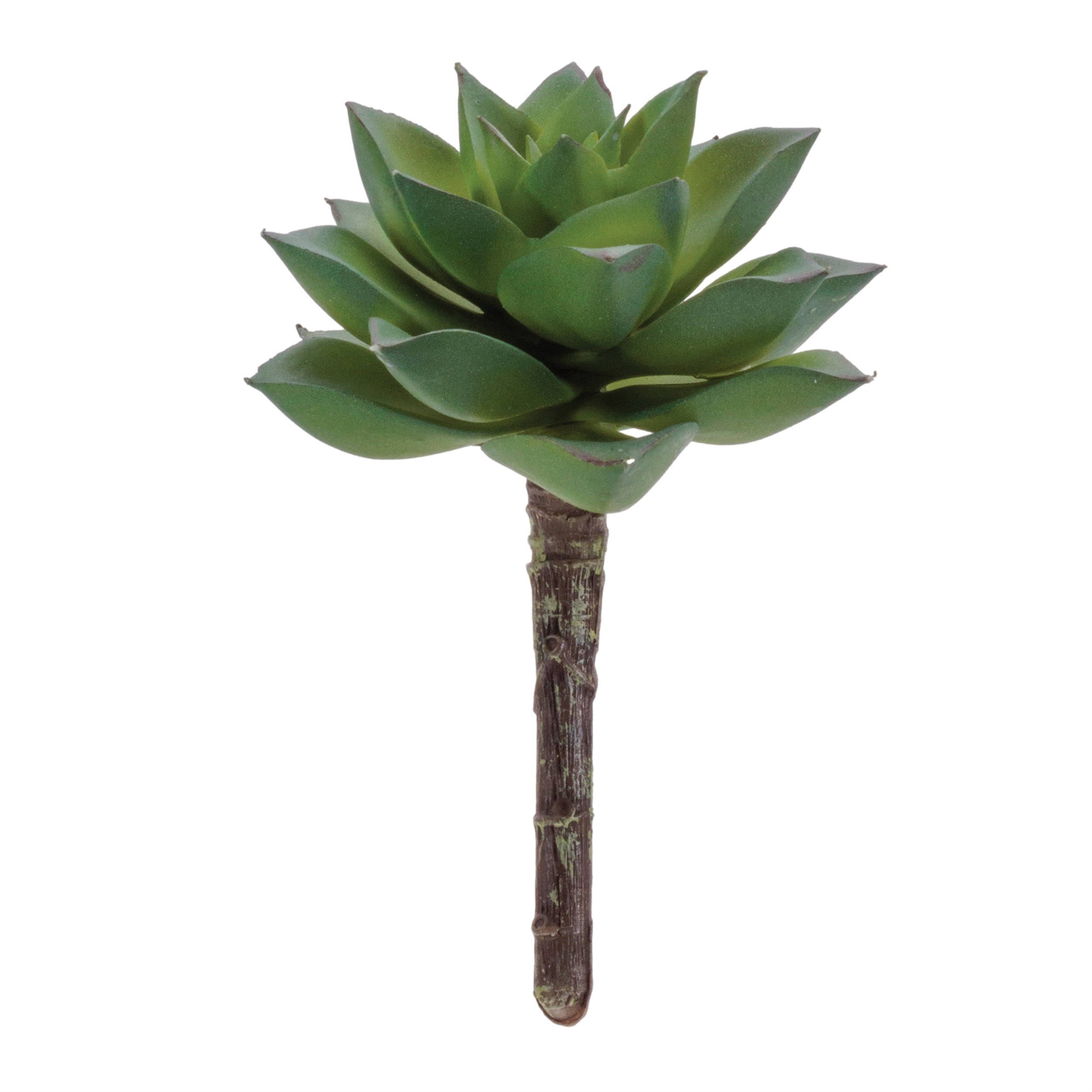 Succulent 4.25”H