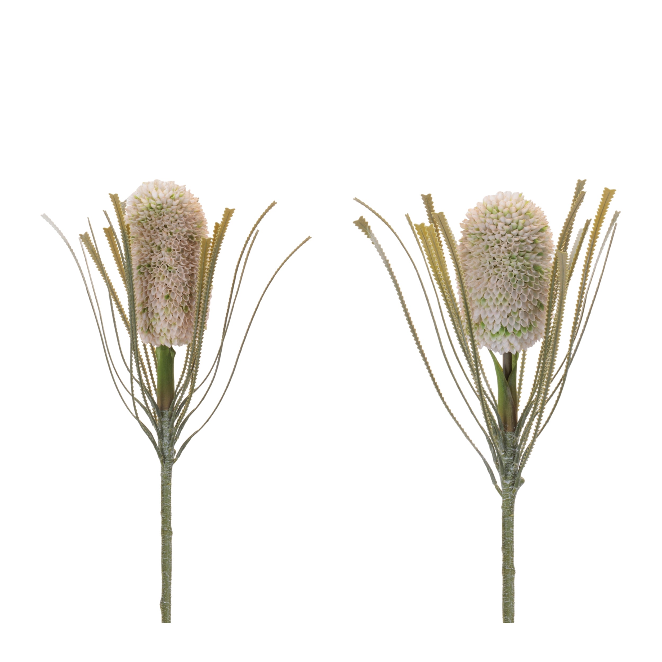 Protea Stem (2 Asst) 28”H