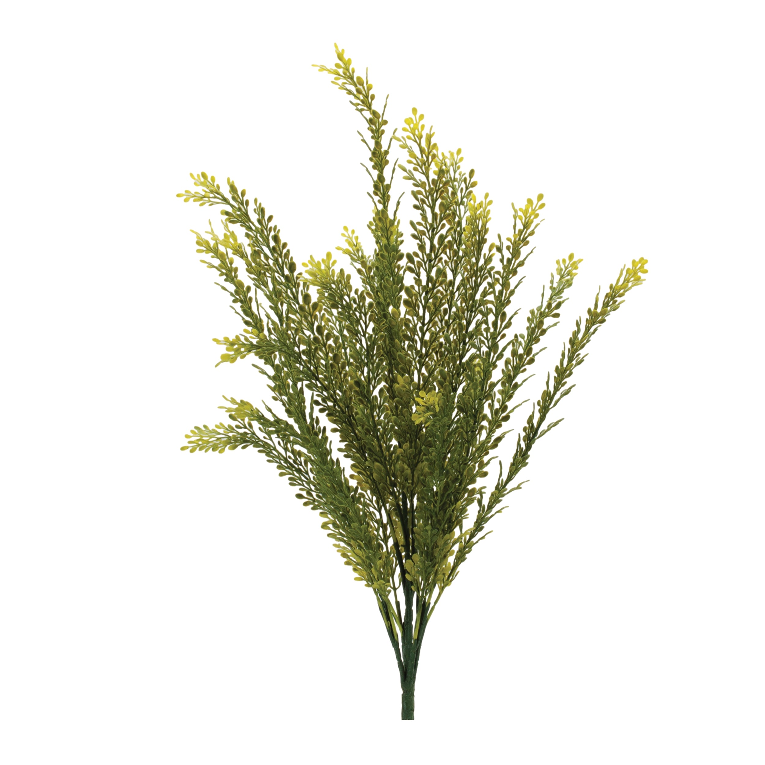 Baby Tears Bush 23”H