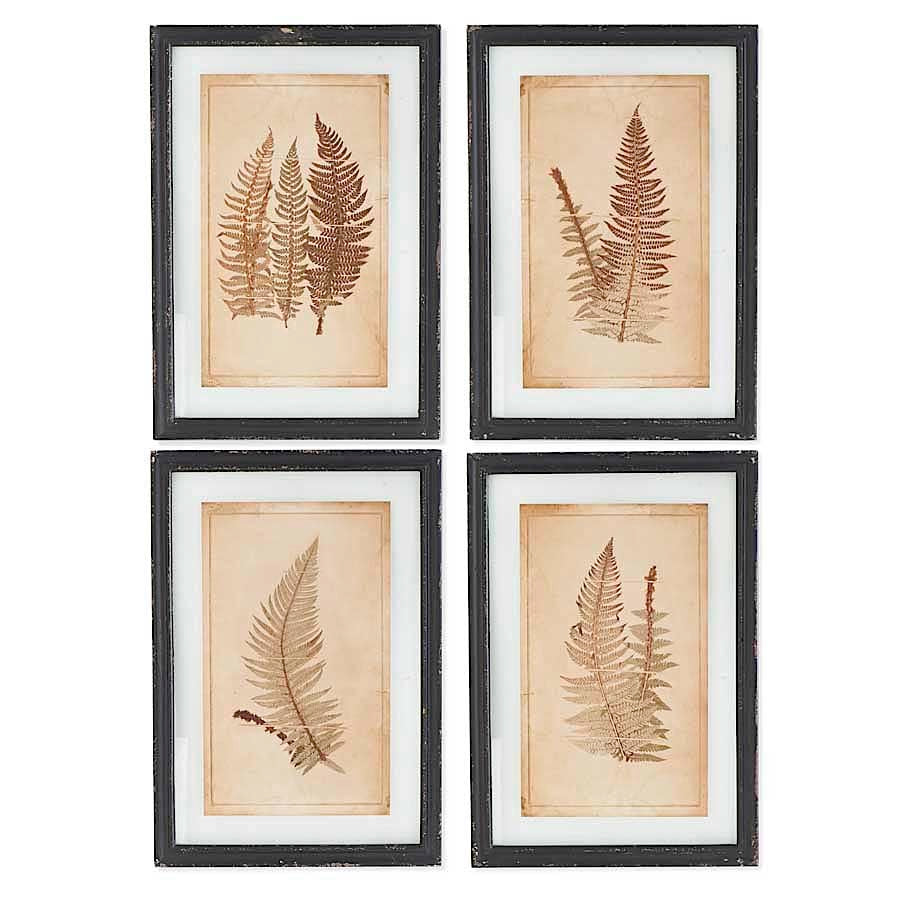 Sepia Tone Fern Print Collection (S/4) (5654879928477)