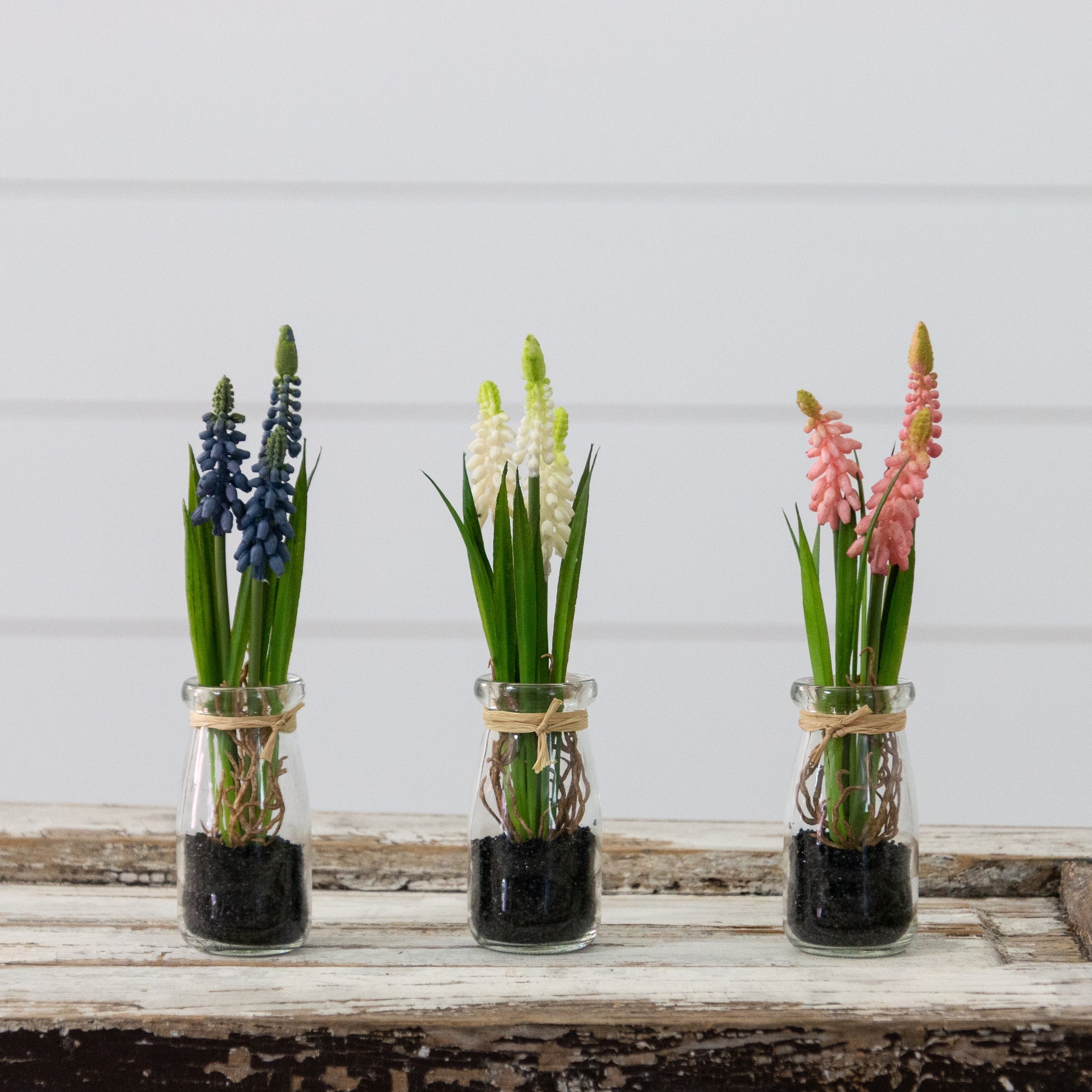 Hyacinth In Mini Glass Jars