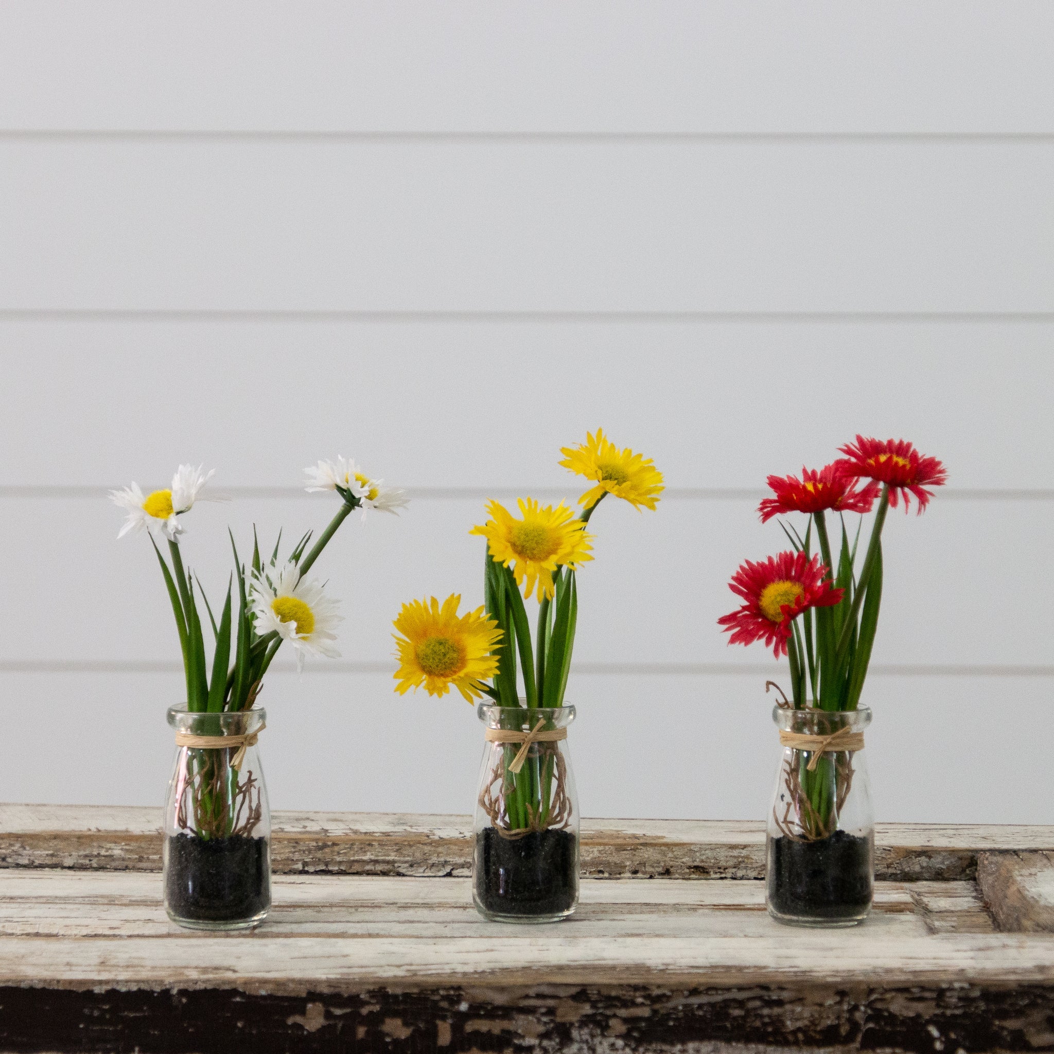 Chrysanthemums In Mini Glass Jars