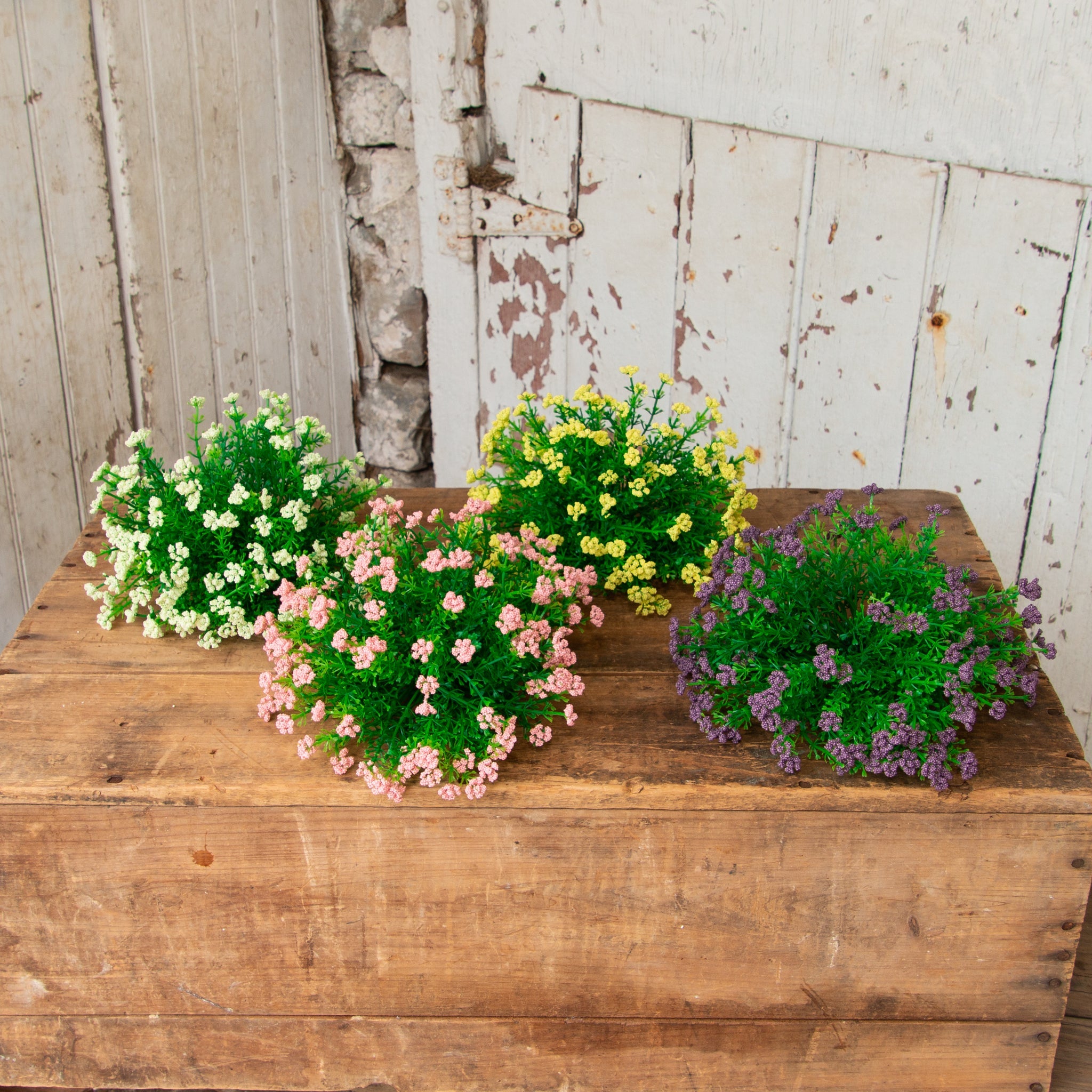 Half Sphere Phlox, Asstd Colors