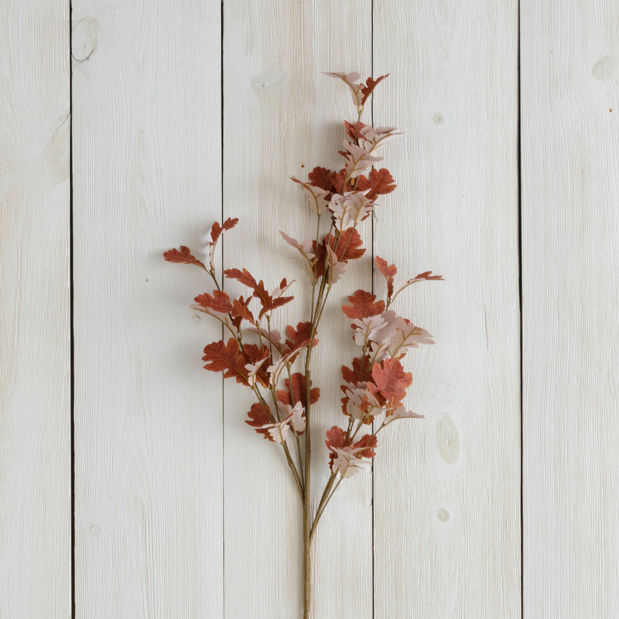 Brown Oak Leaves - Branch