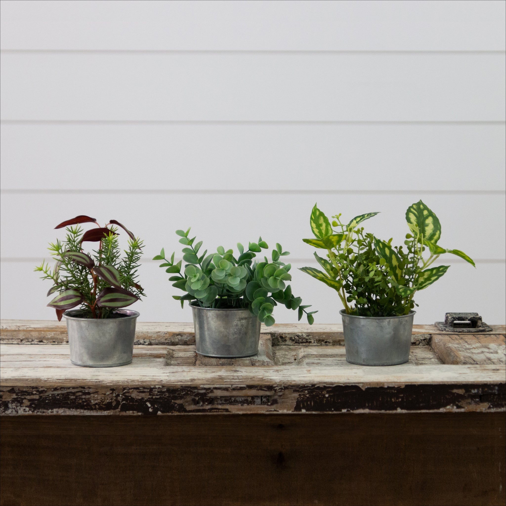 Foliage Mix In Galvanized Pots