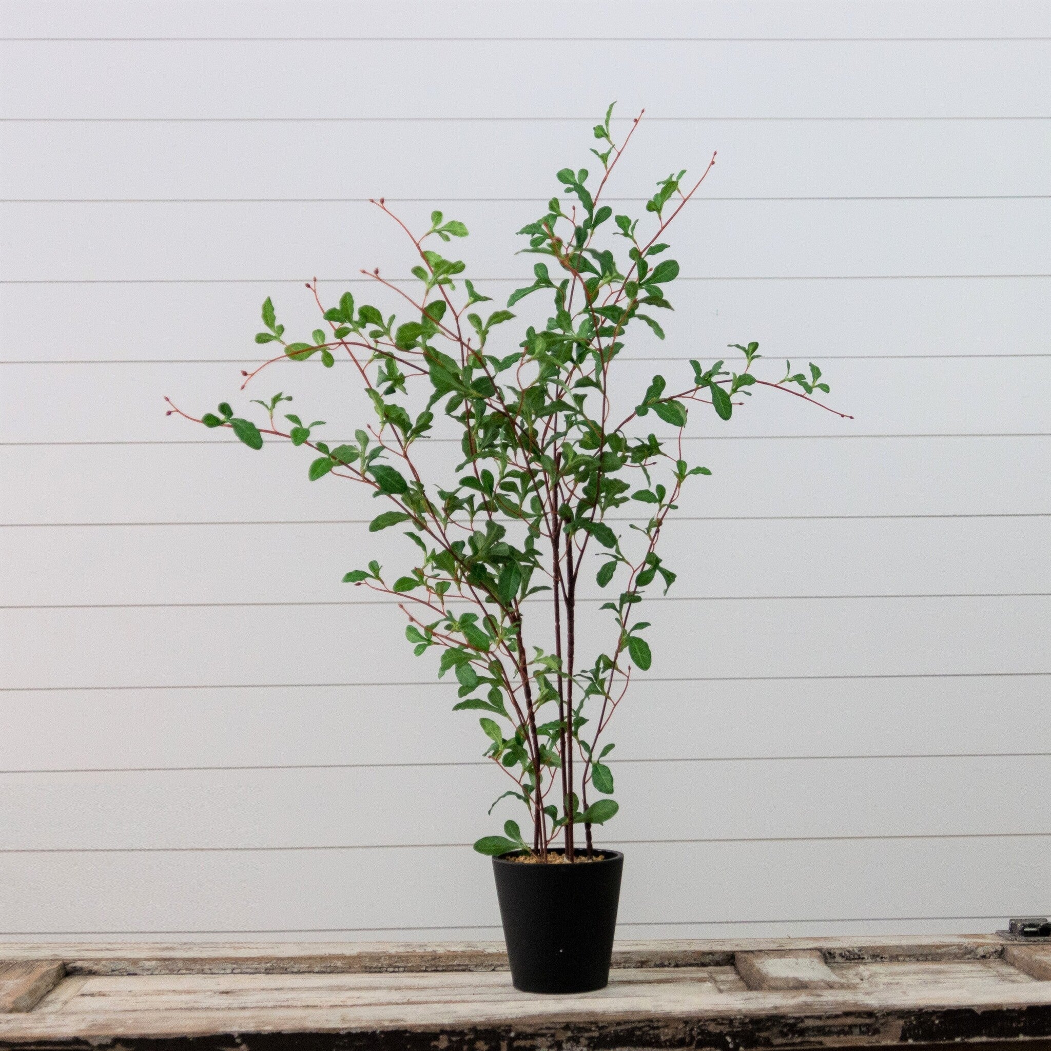 Potted Cape Leadwort Tree