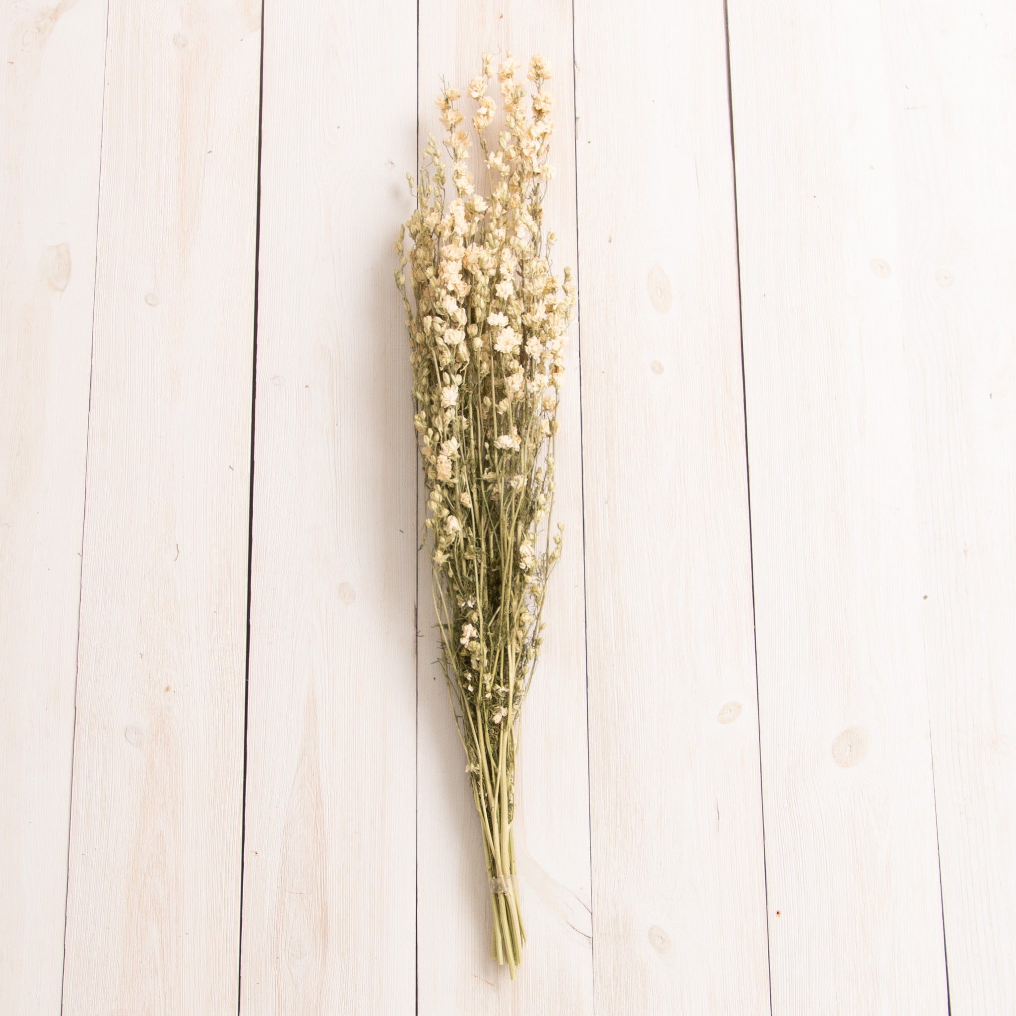 Dried White Larkspur Bundle