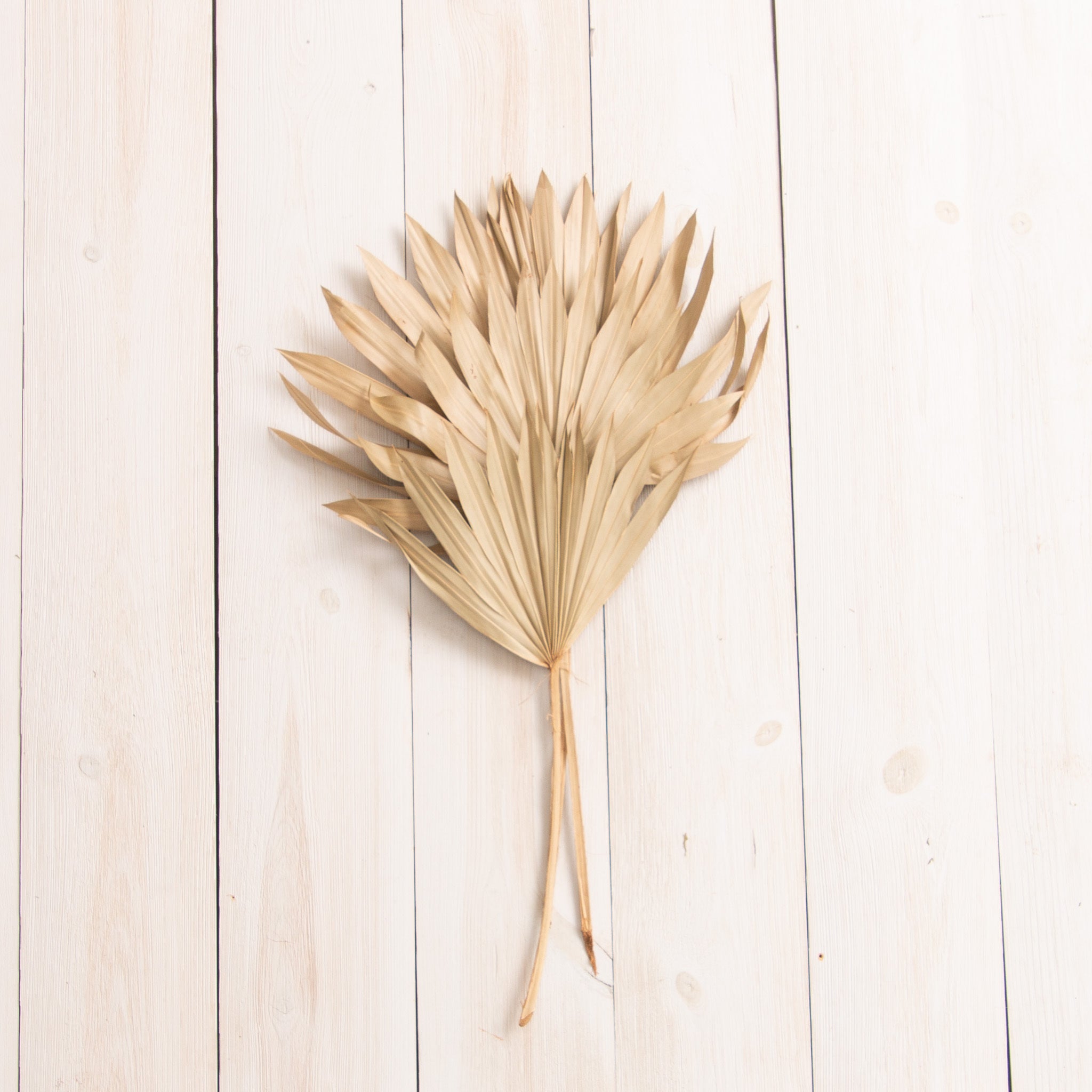 Dried Natural Suncut Palm