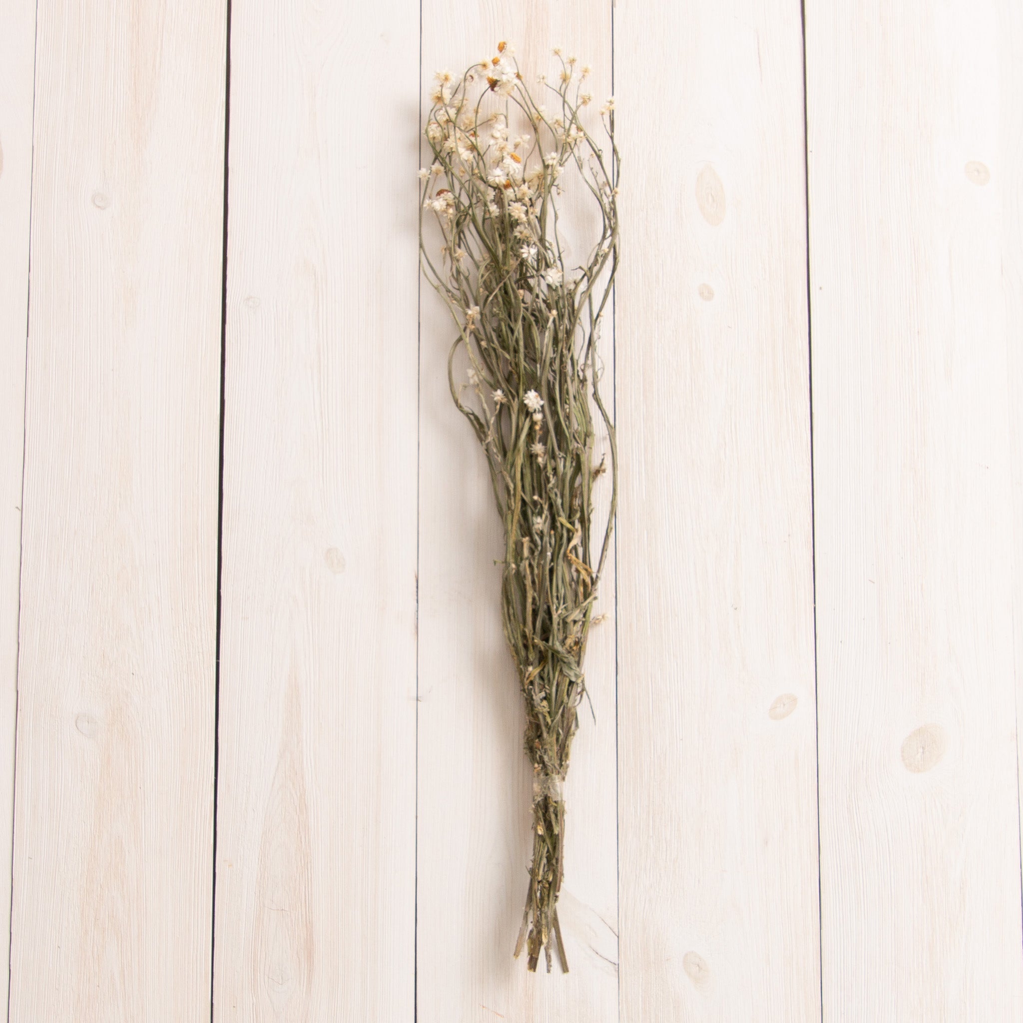 Dried Ammobium Bundle