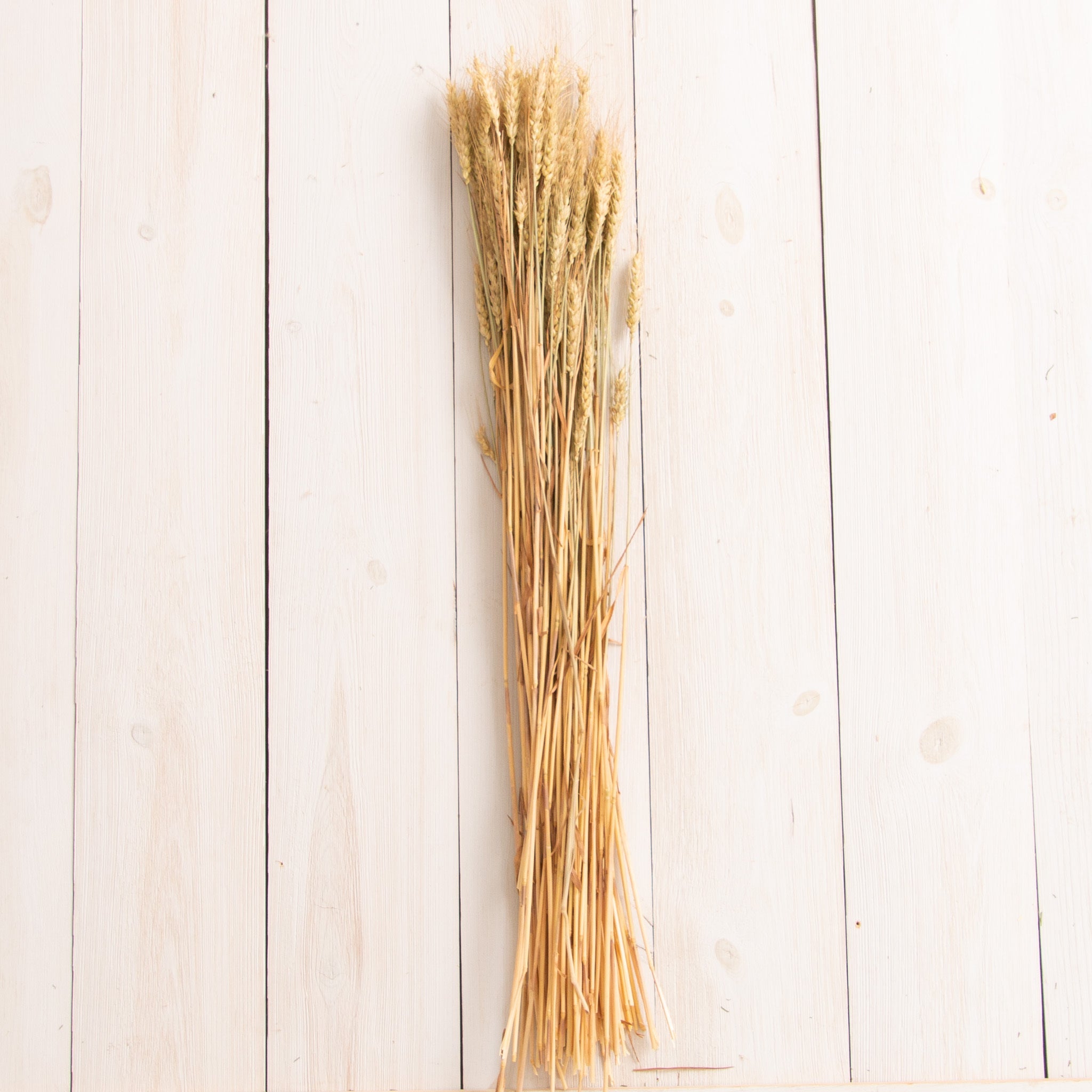 Dried Bearded Tarwe Grass Bundle