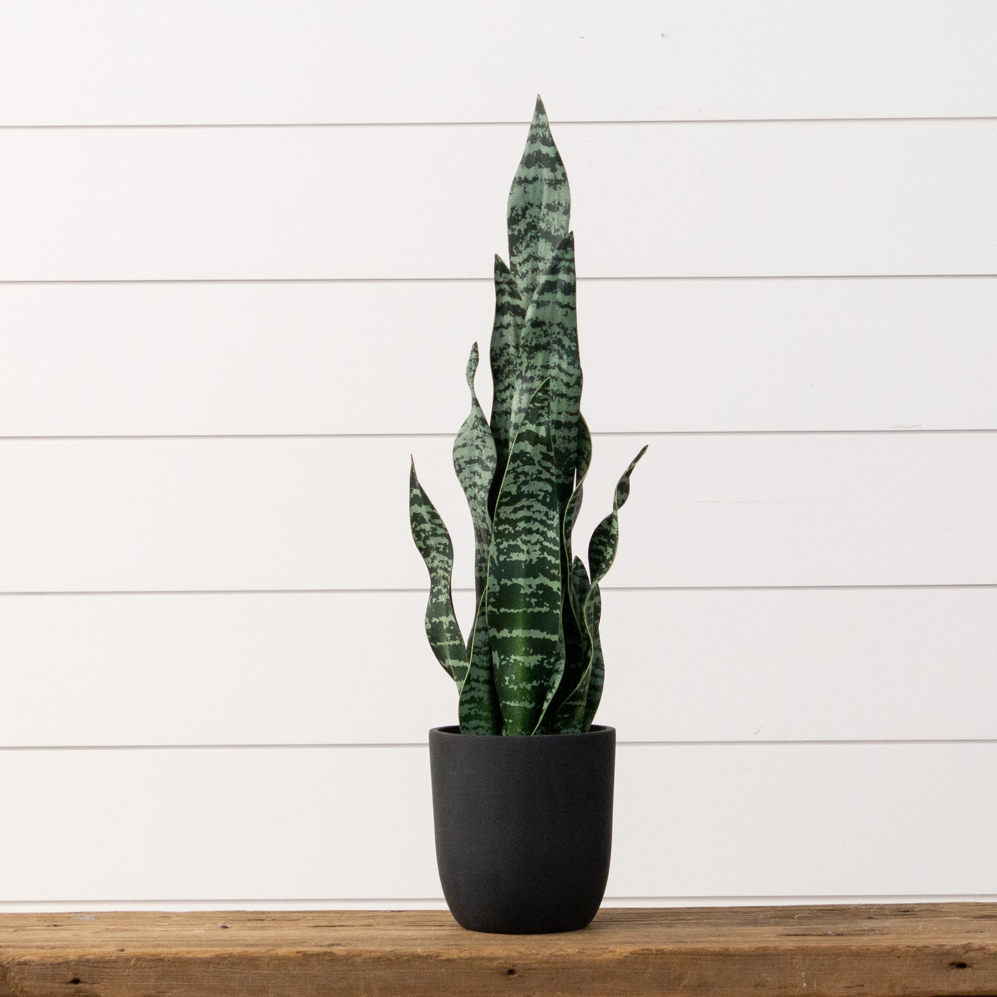 Potted Snake Plant