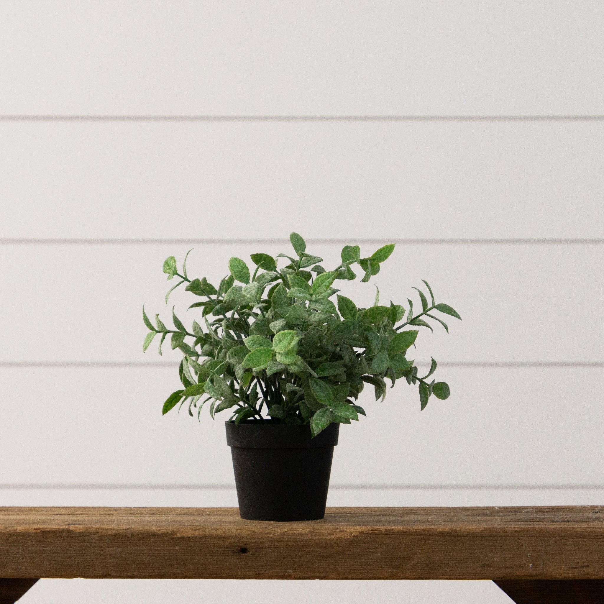 Potted Frosted Leaf Plant