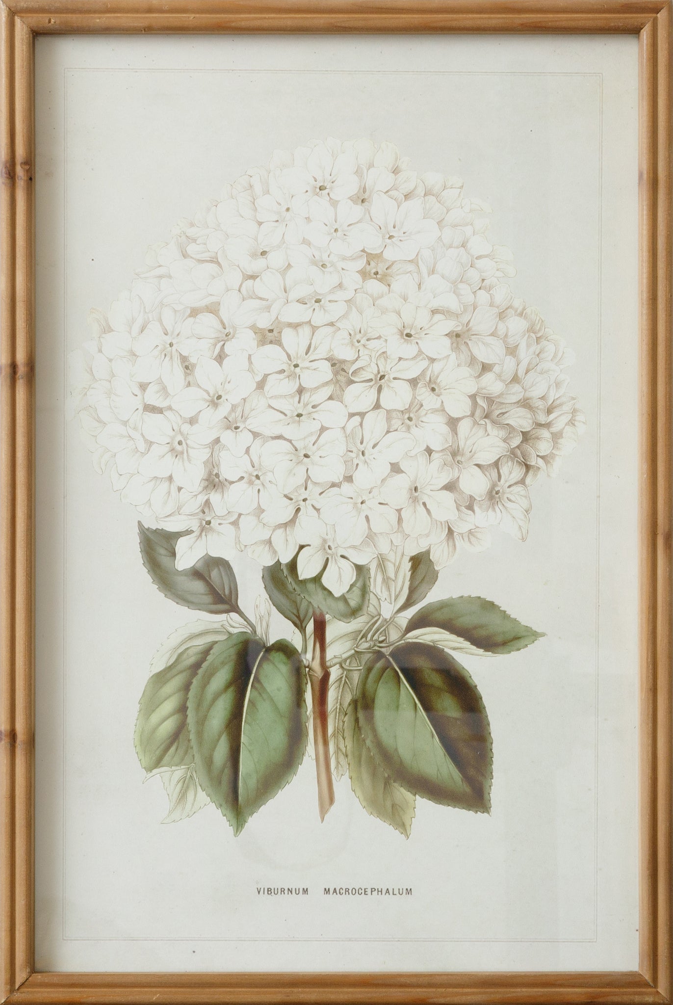 White Hydrangea Wall Art