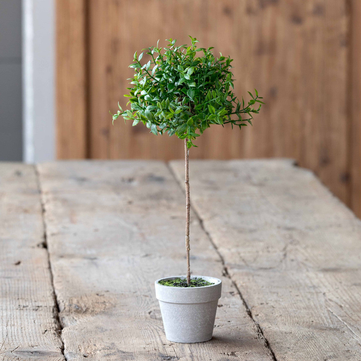 Petitie Boxwood topiary