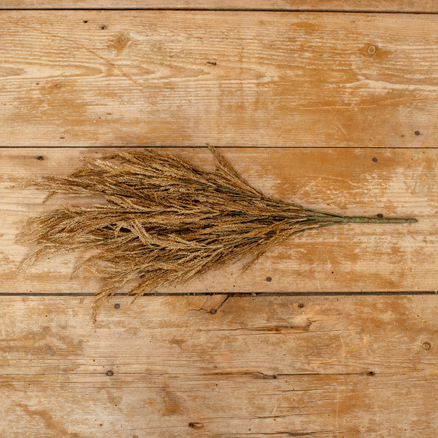 24" Wheat Bush